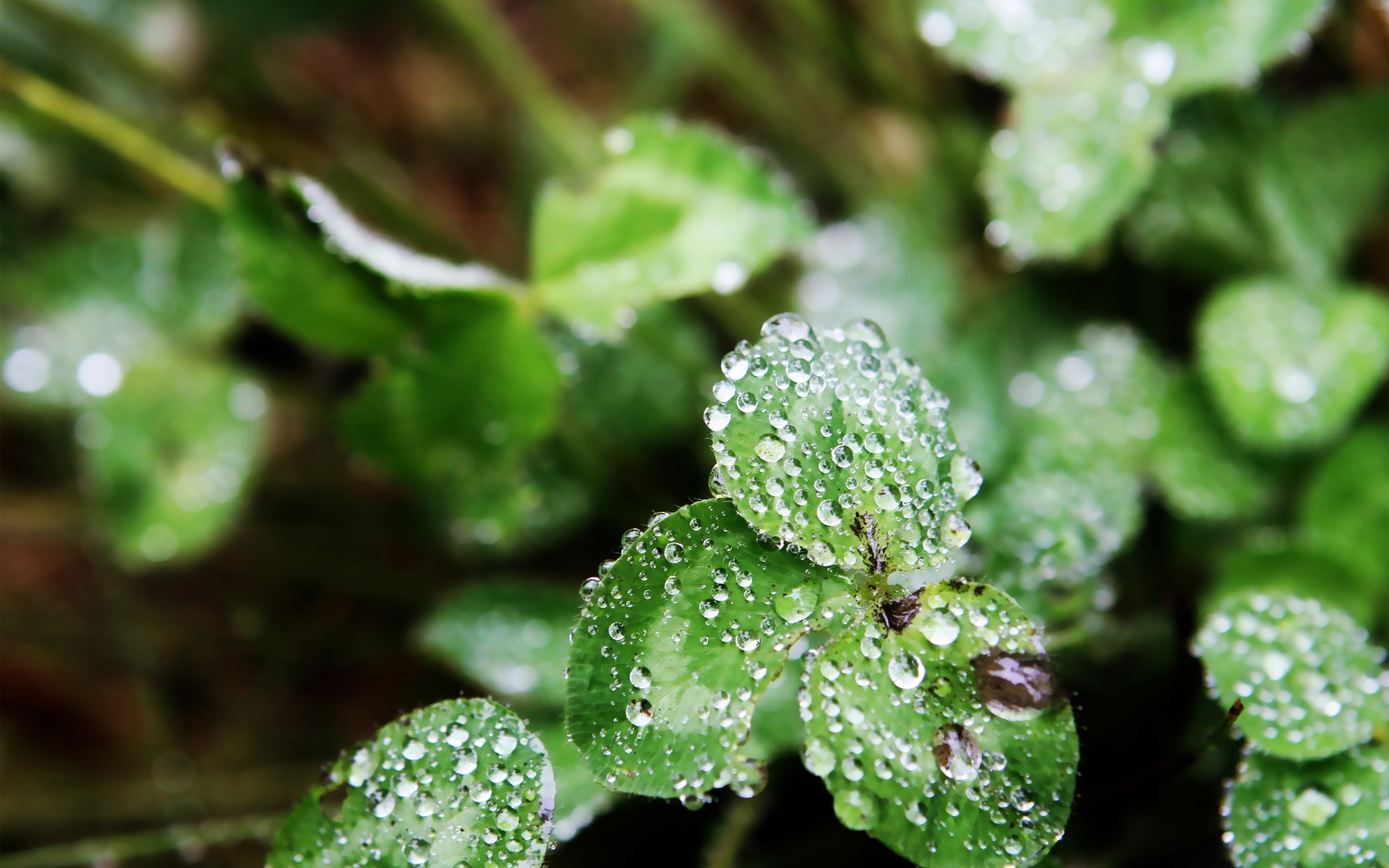 小清新,舒缓压力,绿色,儿童桌面专用
