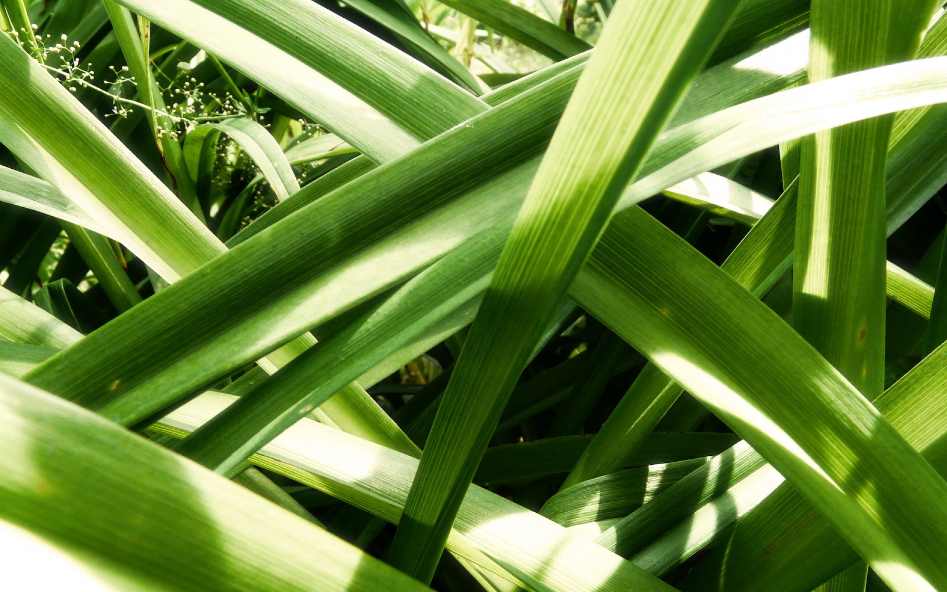 小清新,清新淡雅,绿色,植物,儿童桌面专用