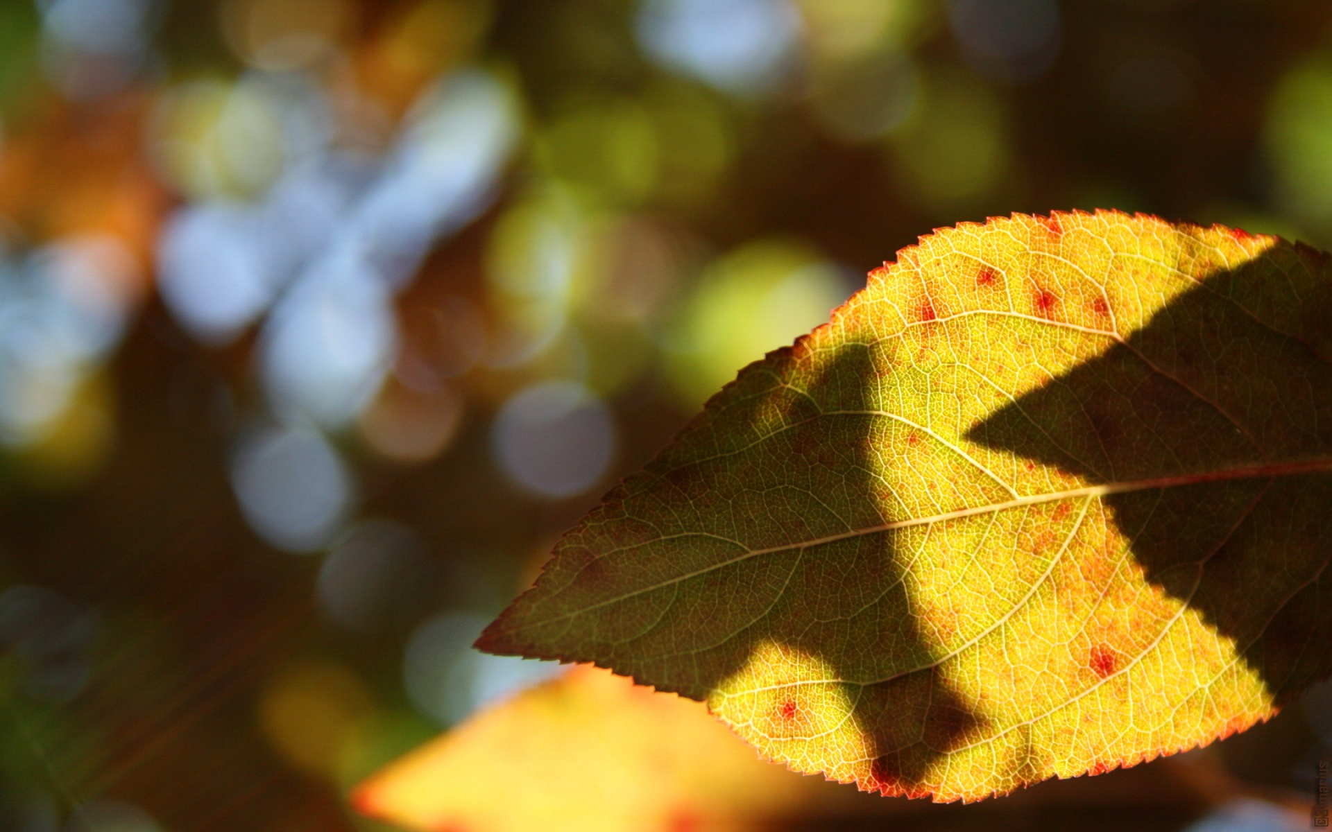 小清新,舒缓压力,绿色,植物,秋叶,儿童桌面专用