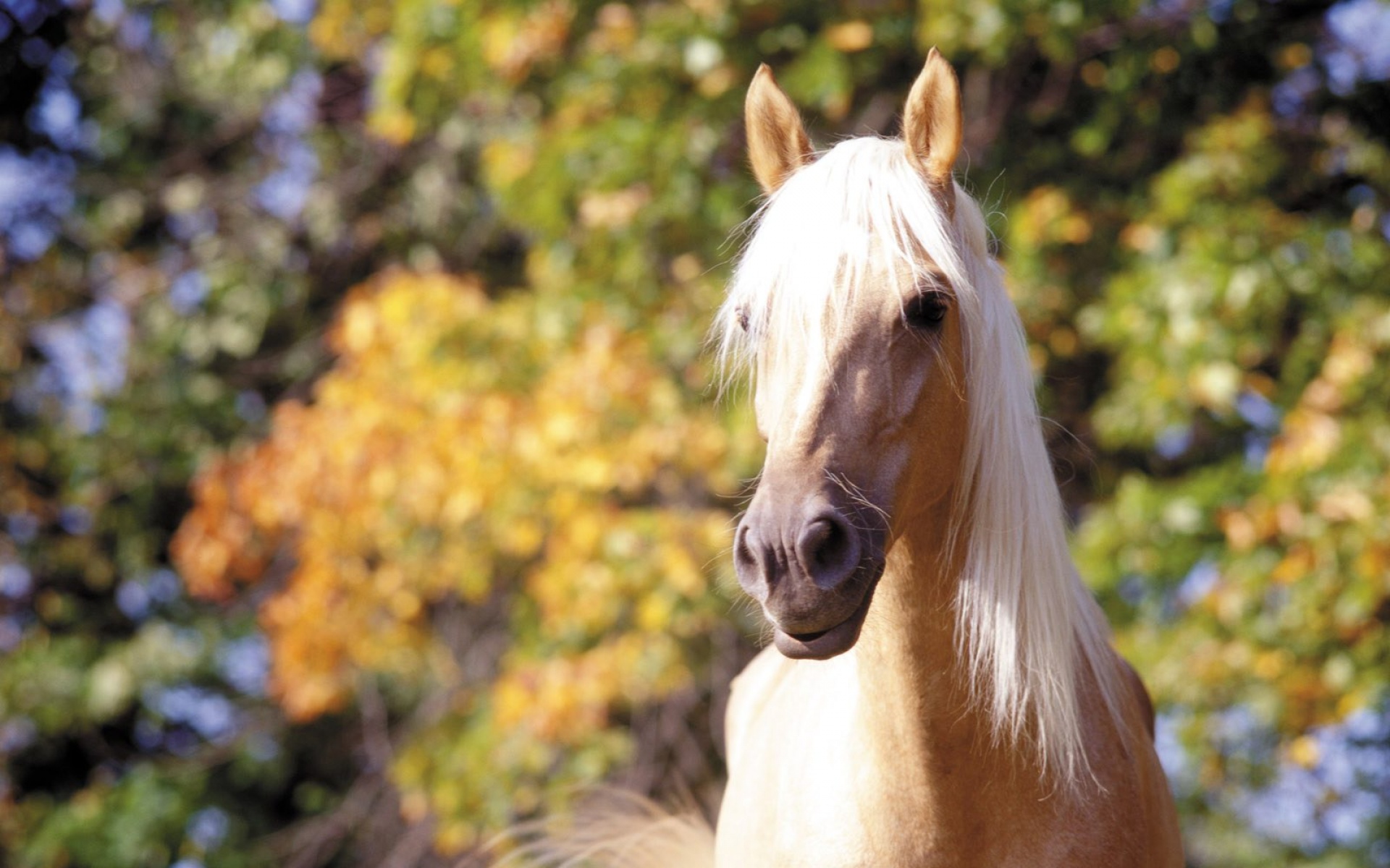 骏马,马,动物,宽屏,2012Y十月31D,儿童桌面专用