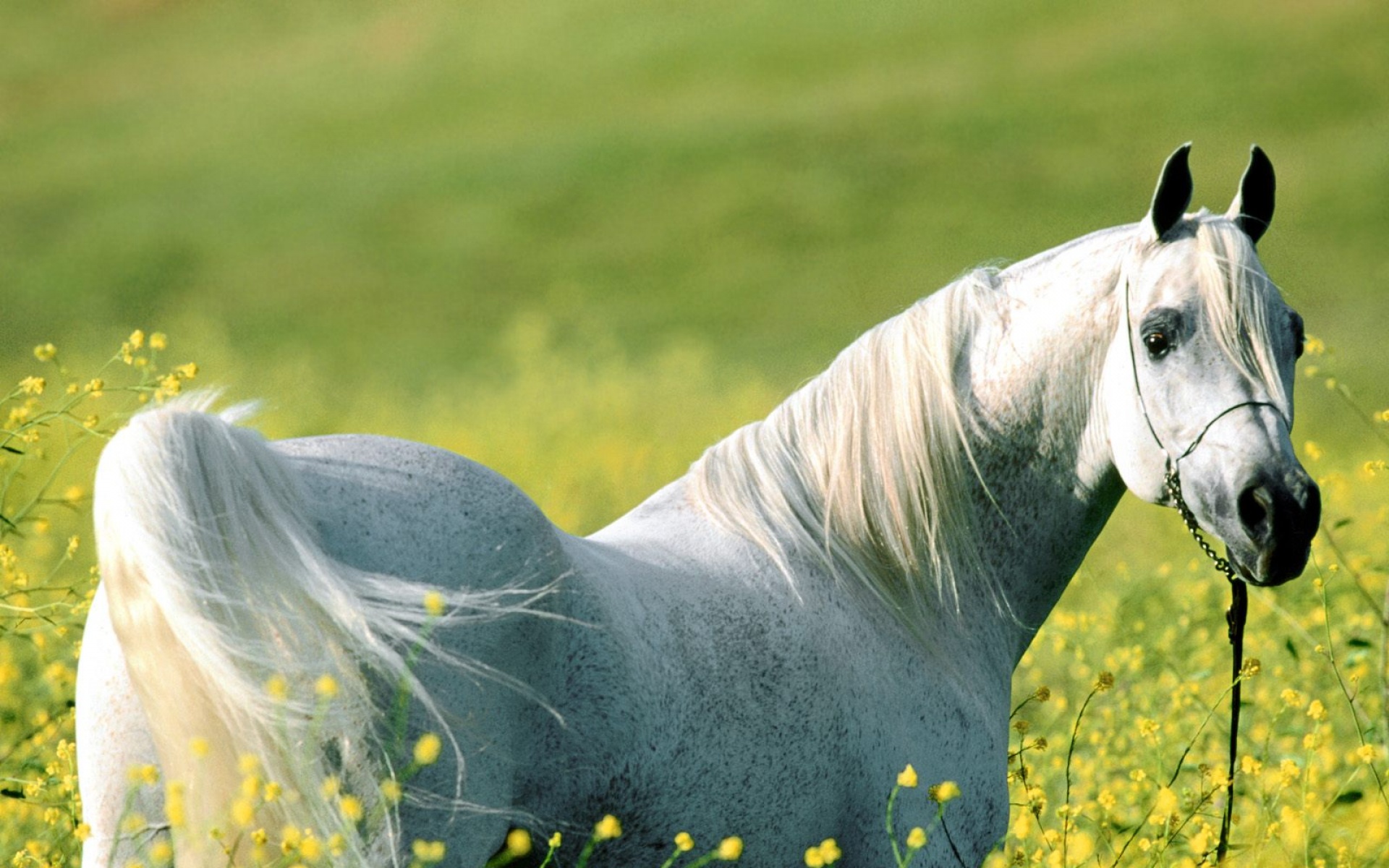 骏马,马,动物,宽屏,2012Y十月31D,儿童桌面专用