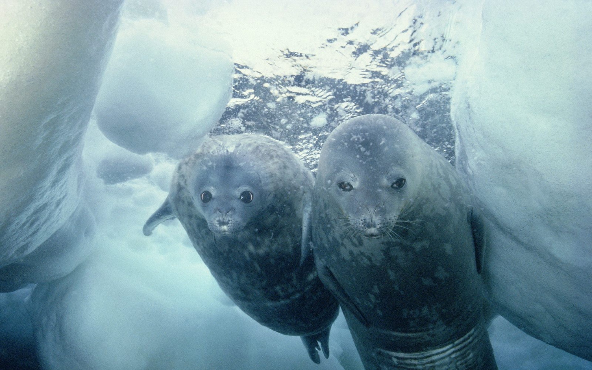 萌宠,海底世界,儿童桌面专用