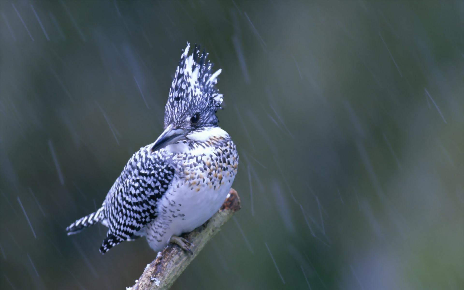 高清,鸟,动物,摄影,2012Y十一月03D,儿童桌面专用
