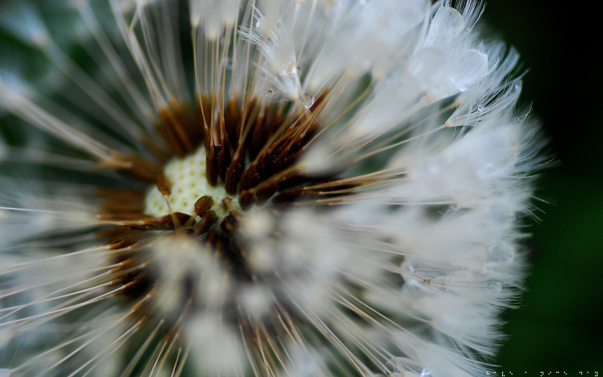 小清新,静物写真,静物,蒲公英