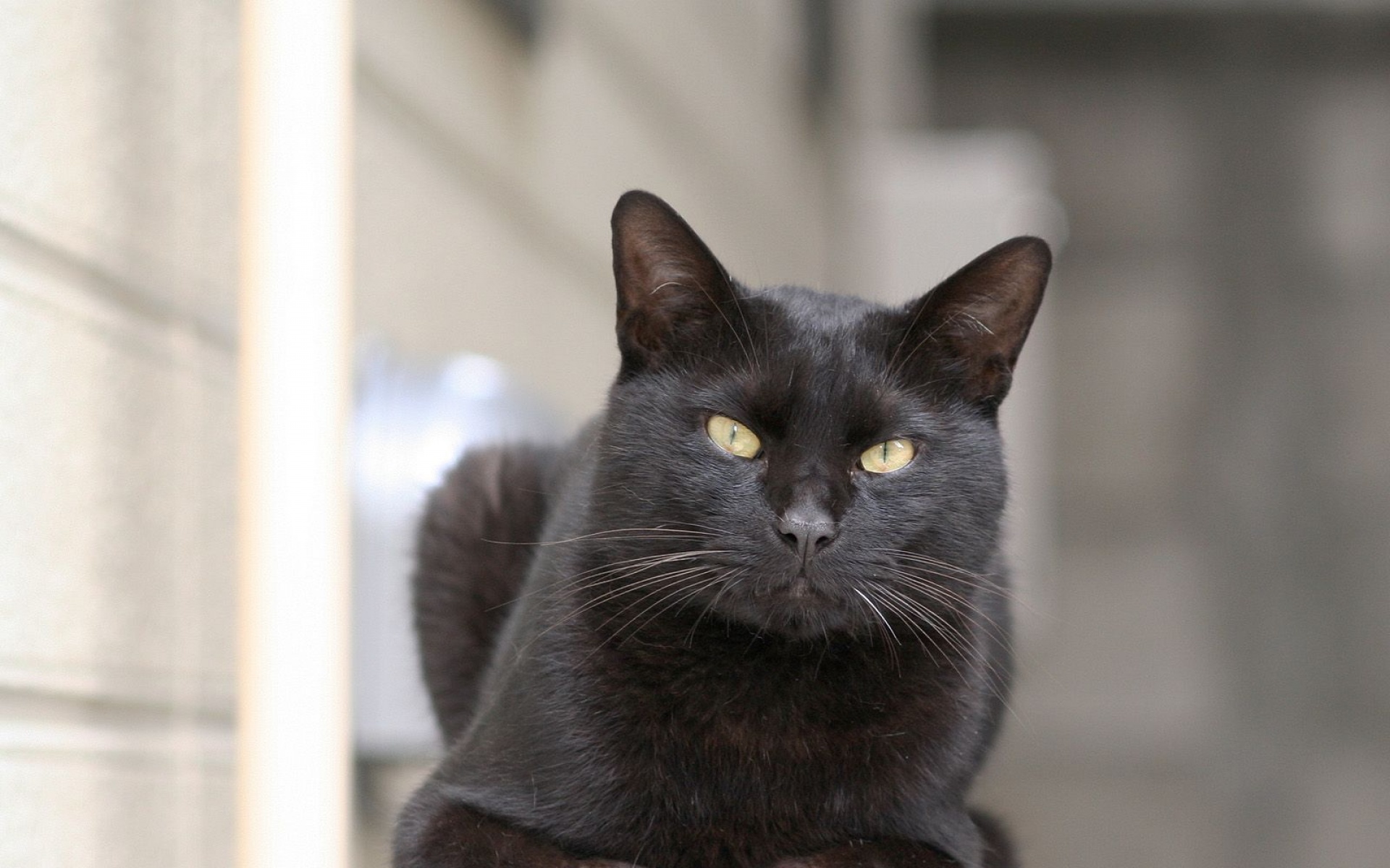 街角,小猫咪,摄影,高清,猫,动物,2012Y十月31D,儿童桌面专用