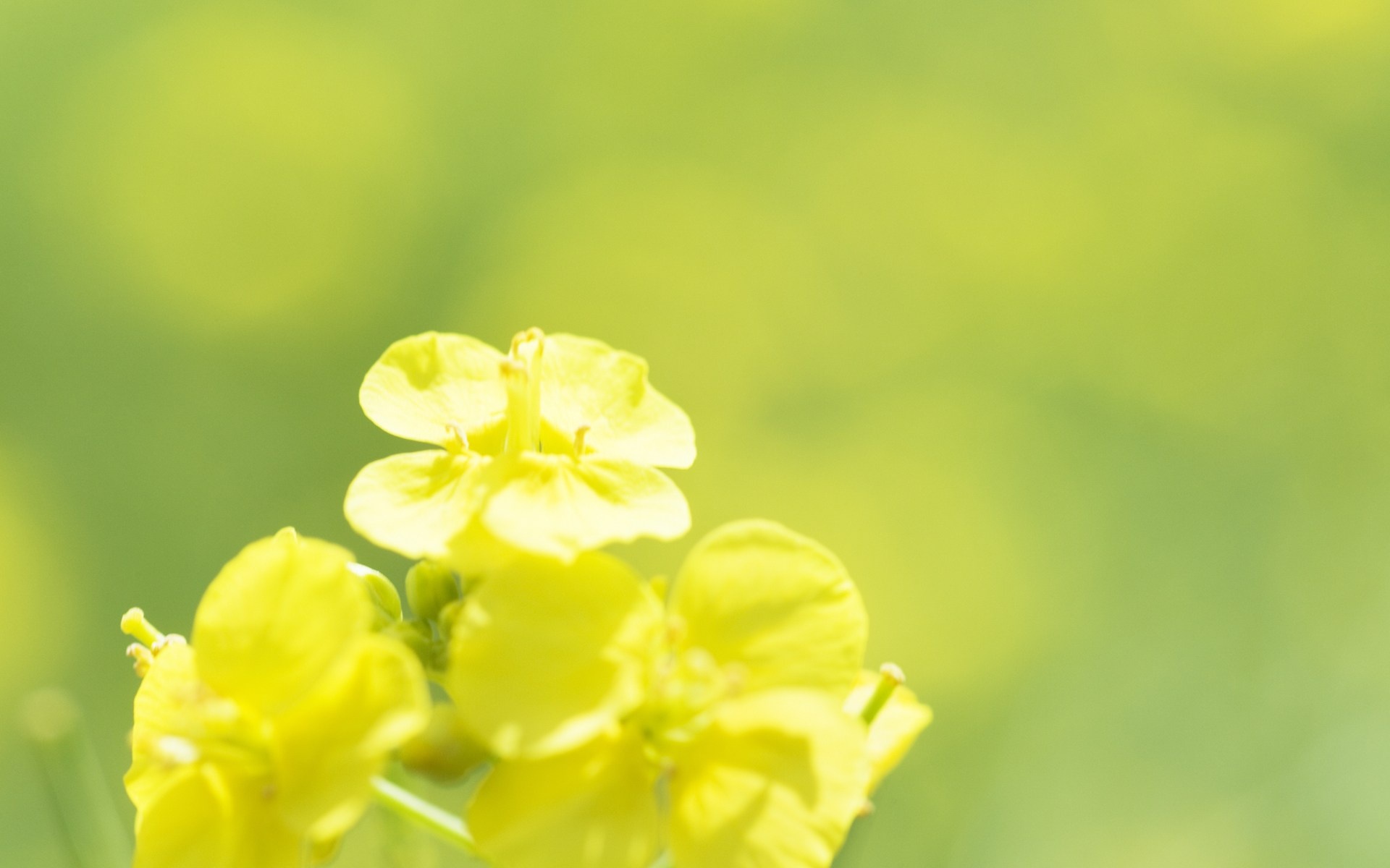 小清新,鸟语花香,花卉,儿童桌面专用