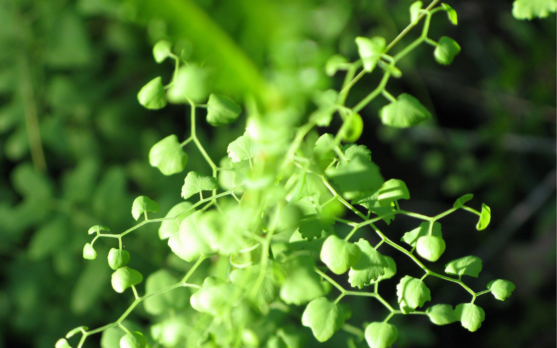 小清新,护眼壁纸,绿色,儿童桌面专用