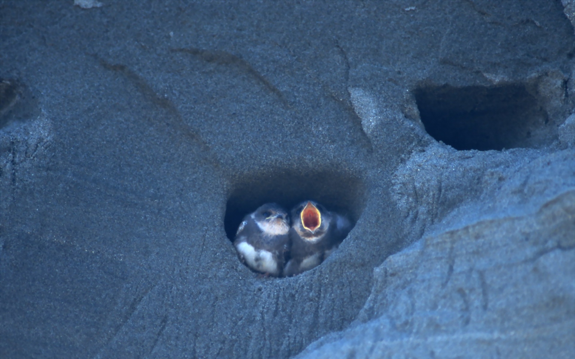 高清,鸟,动物,摄影,2012Y十一月03D,儿童桌面专用