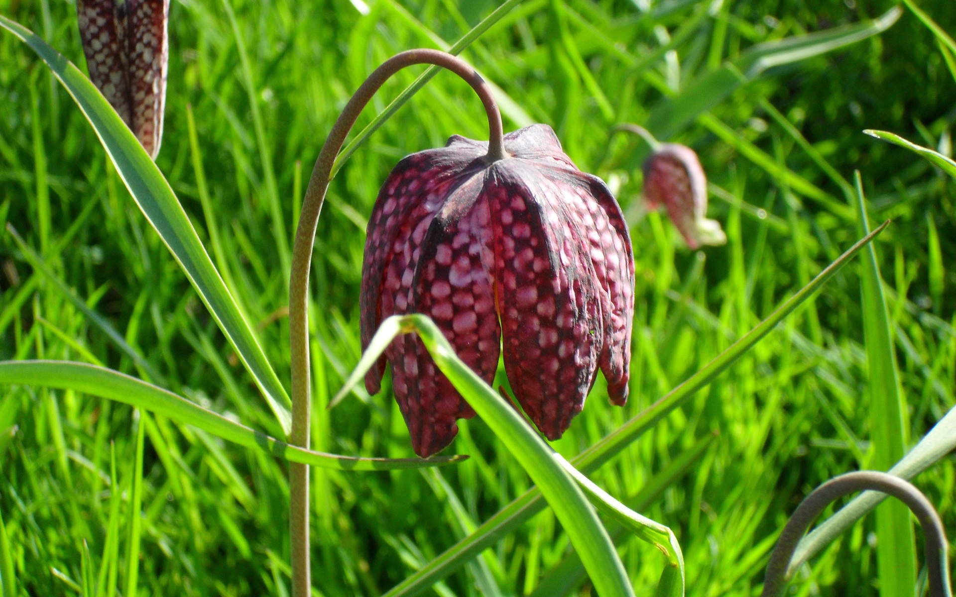 清新,植物,绿色,2012Y十月31D,儿童桌面专用