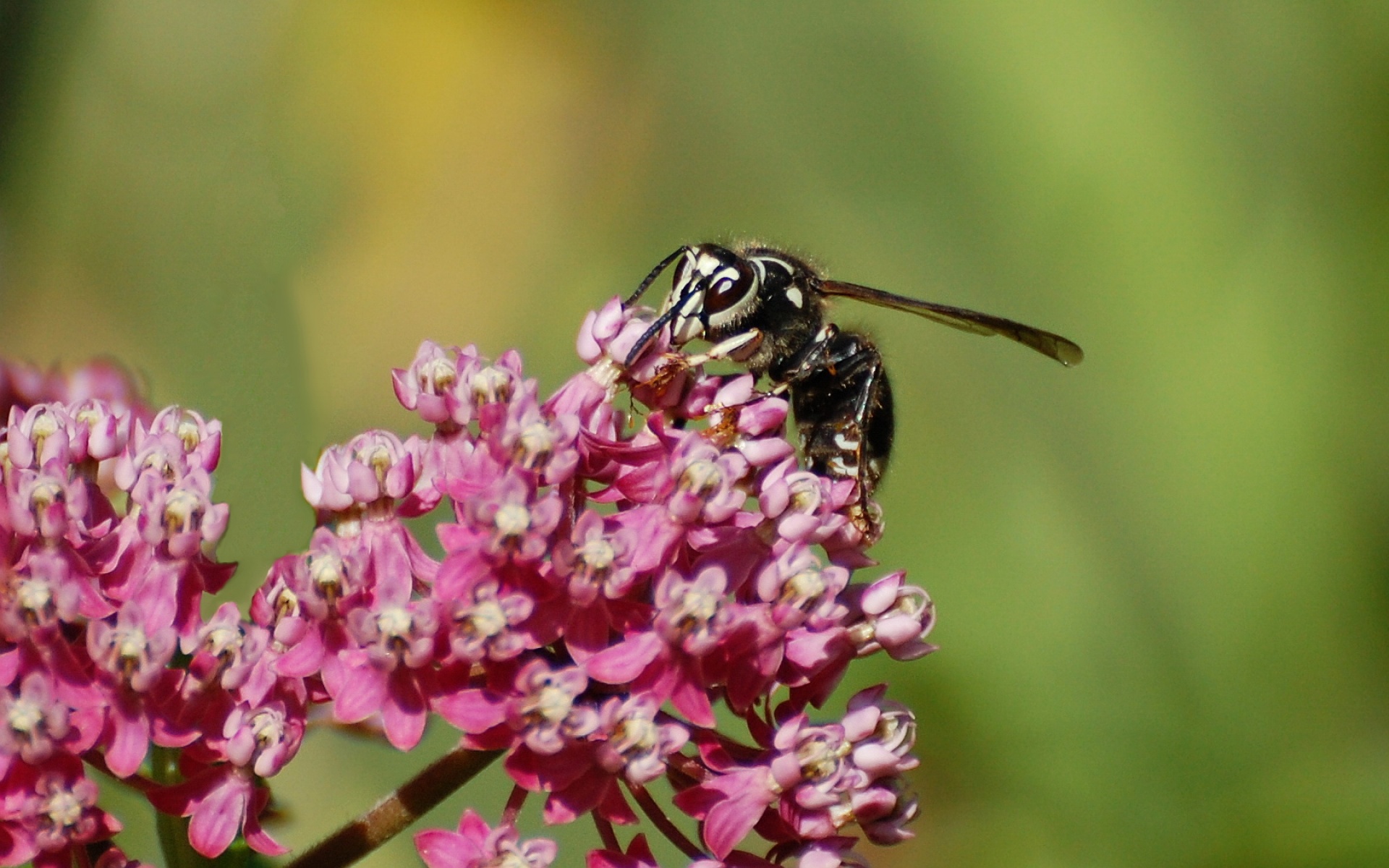 萌宠,昆虫图,儿童桌面专用