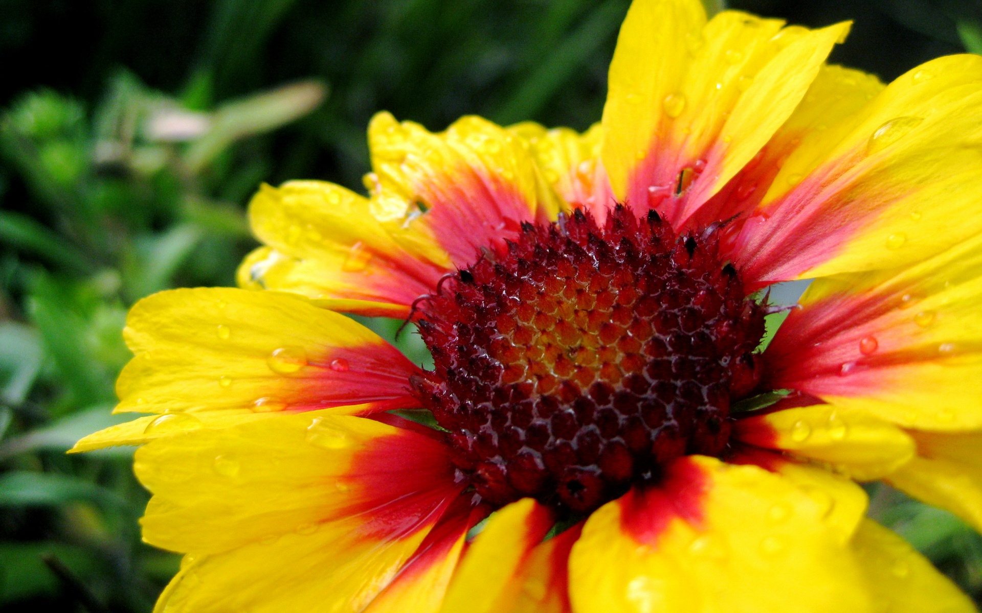 小清新,娇艳欲滴,花卉,儿童桌面专用