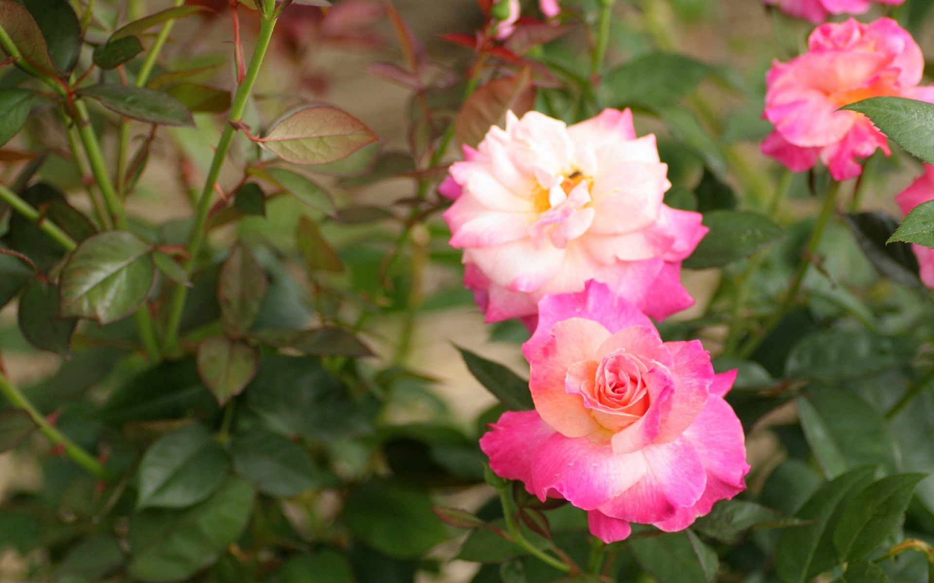 小清新,娇艳欲滴,花卉,儿童桌面专用