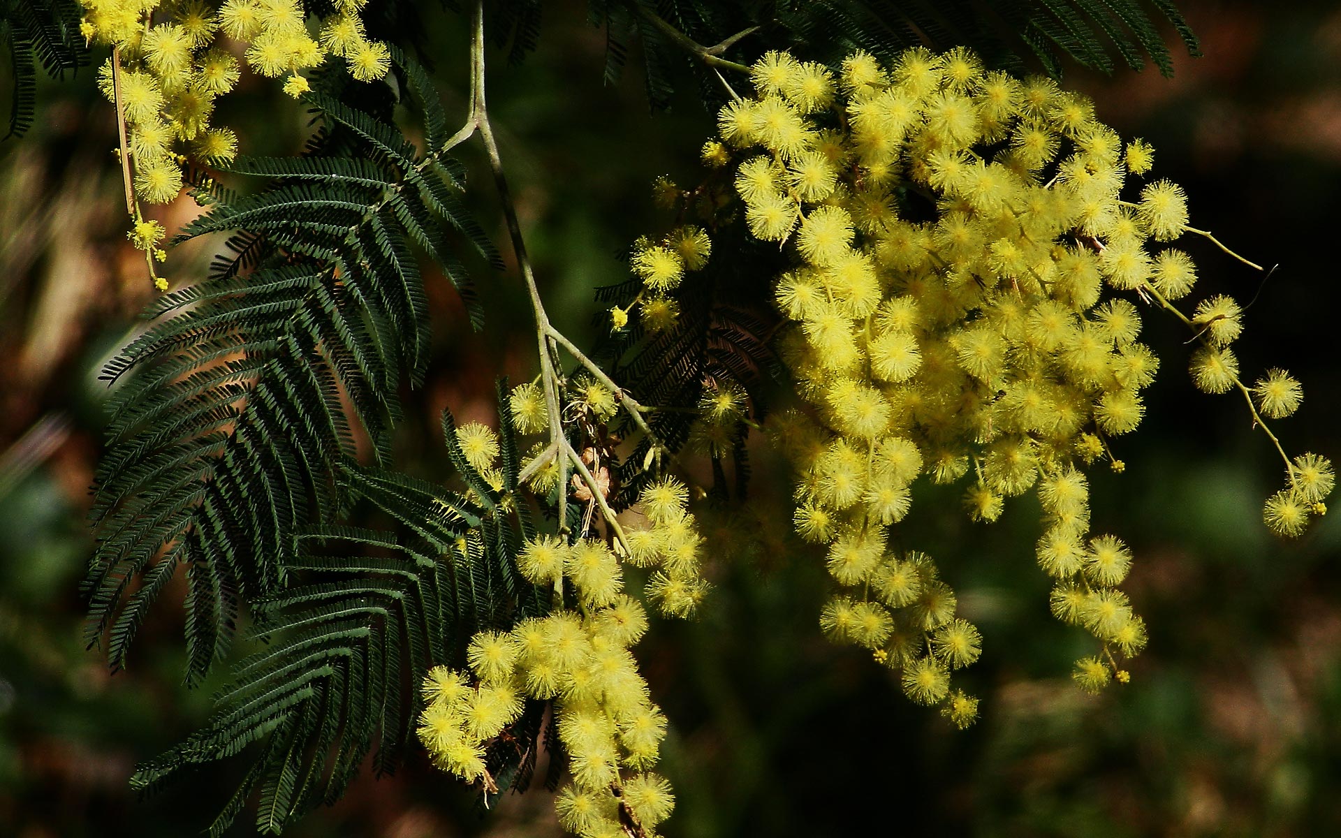 花卉,含羞草,清新淡雅,儿童桌面专用