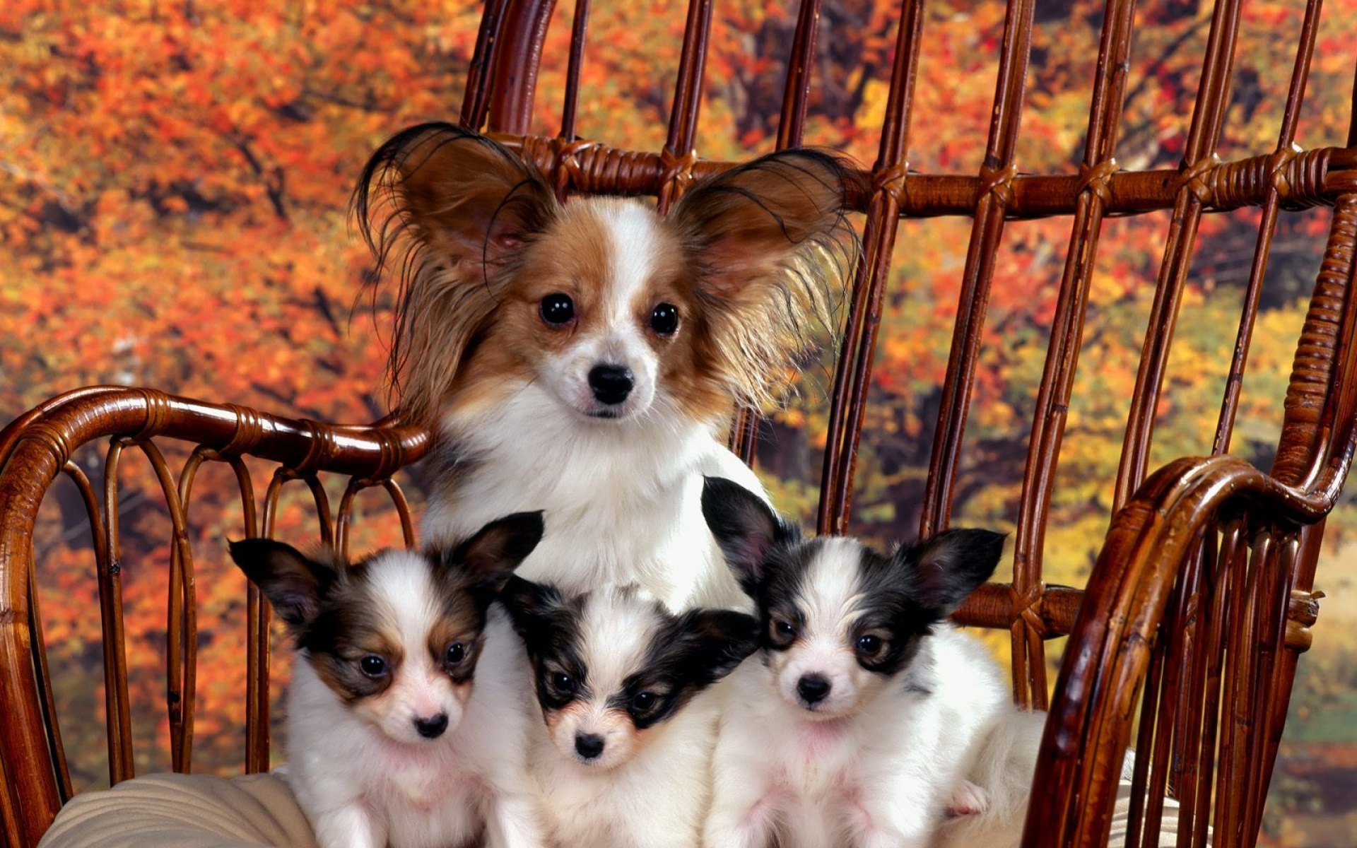 卖萌图,狗狗,儿童桌面专用