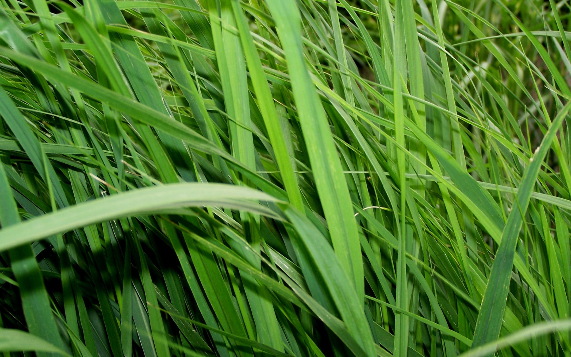 小清新,护眼壁纸,绿色,儿童桌面专用