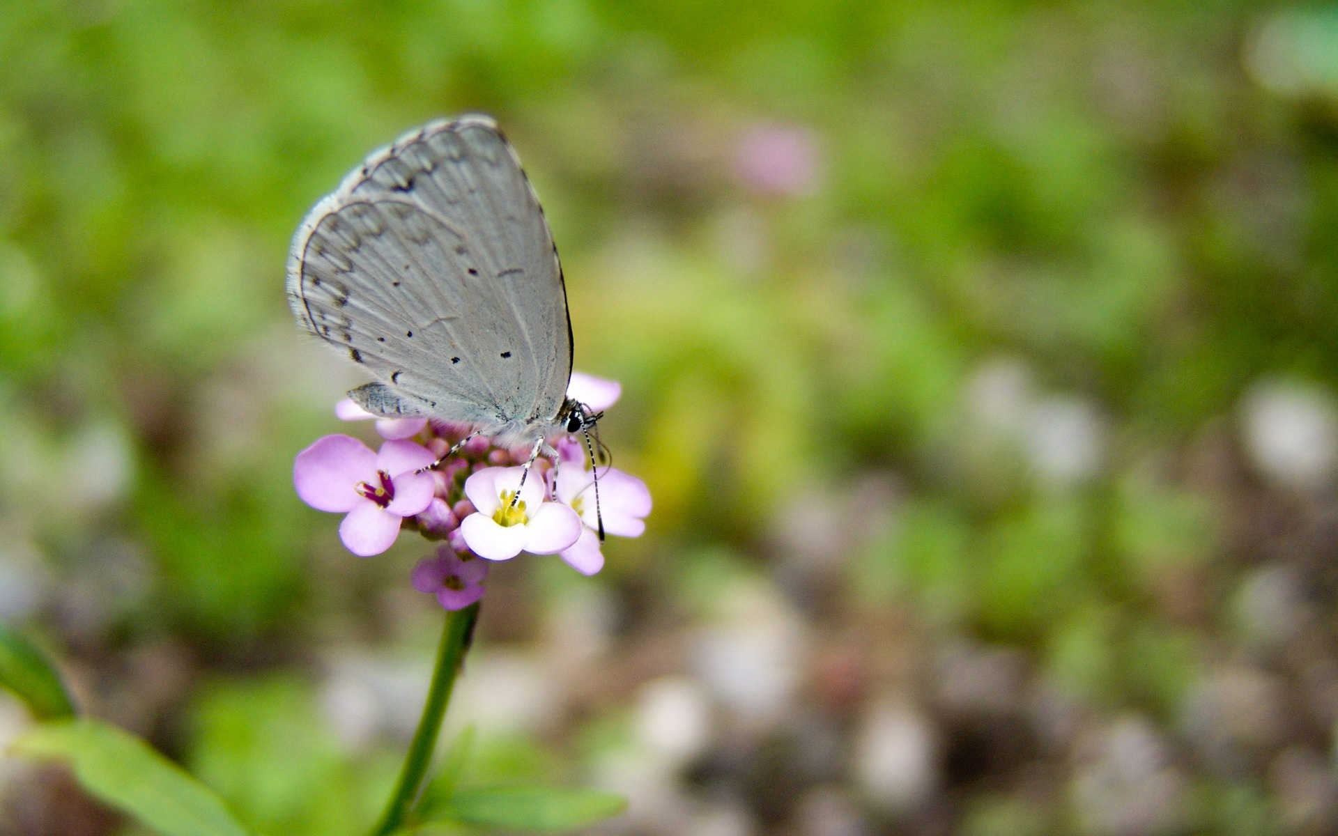 高清,动物,2012Y十一月04D,儿童桌面专用