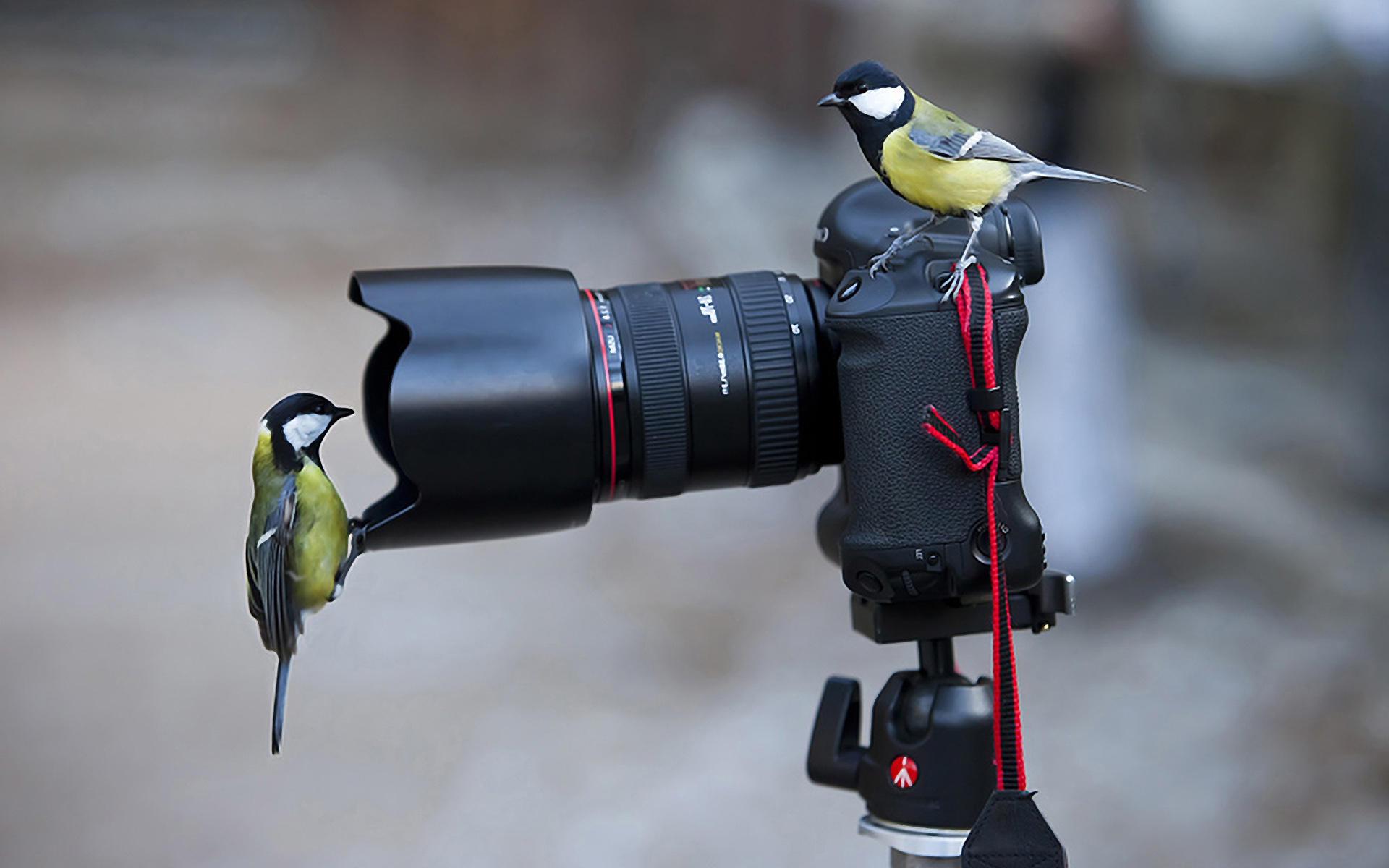 小鸟,鸟类,山雀,小鸟天地,儿童桌面专用