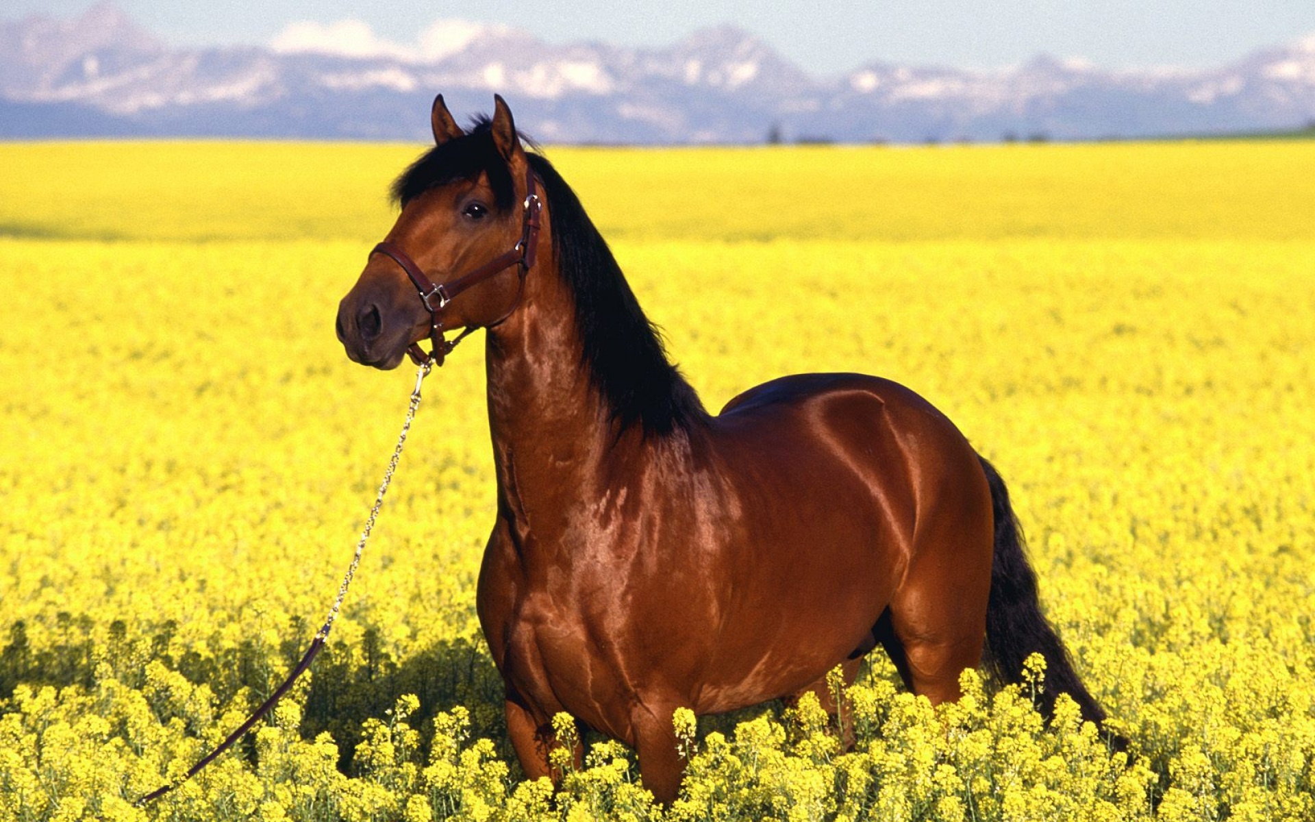 骏马,马,野生动物,宽屏,2012Y十月31D,儿童桌面专用