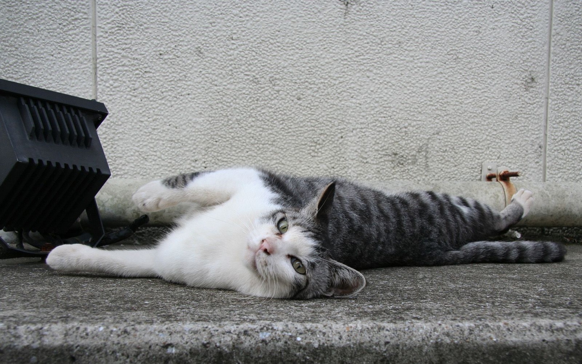 街角,小猫咪,摄影,高清,猫,动物,2012Y十月31D,儿童桌面专用