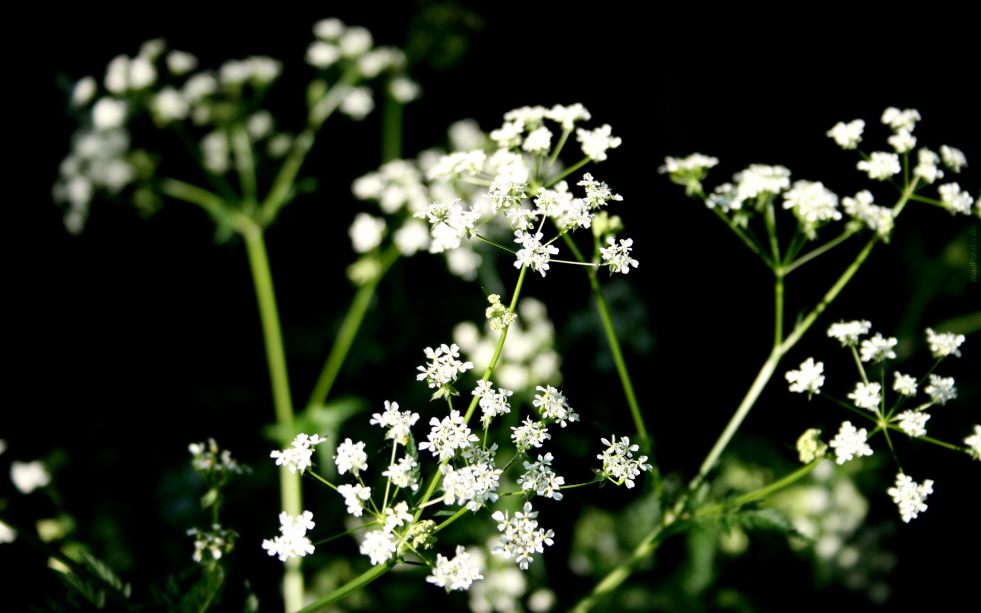 小清新,鸟语花香,花卉,儿童桌面专用