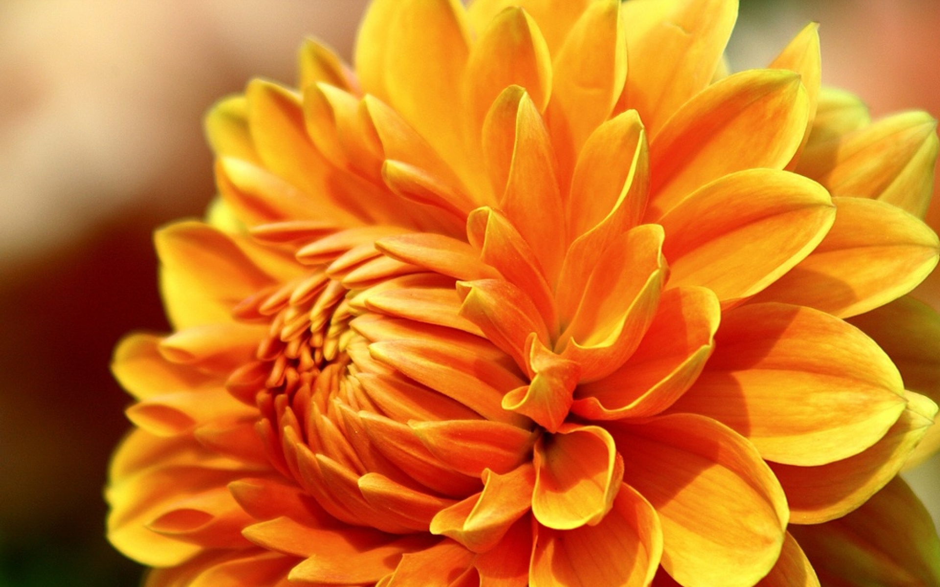 小清新,鸟语花香,菊花,植物,儿童桌面专用