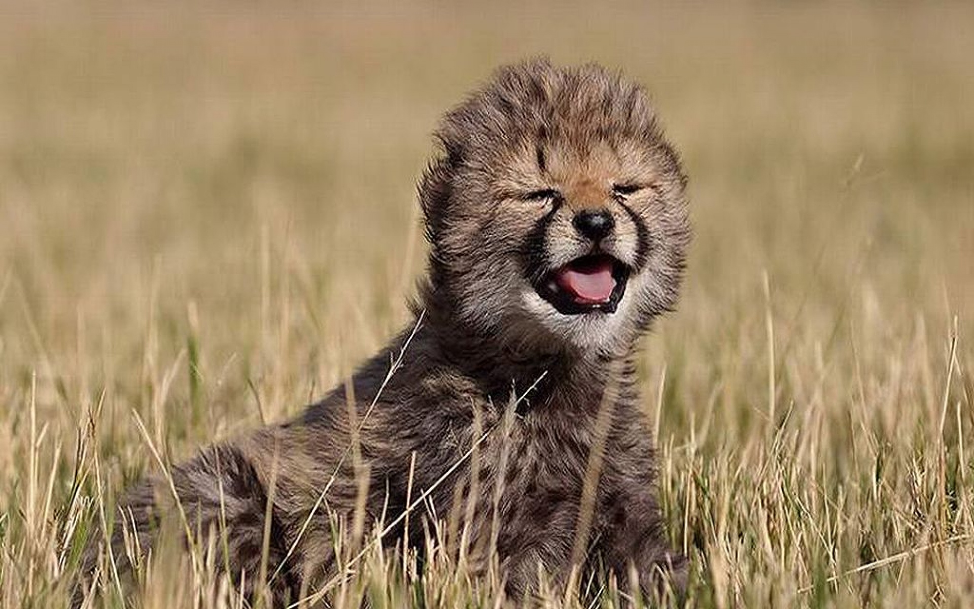 动物,表情,壁纸,2012Y十一月22D,no,use,儿童桌面专用