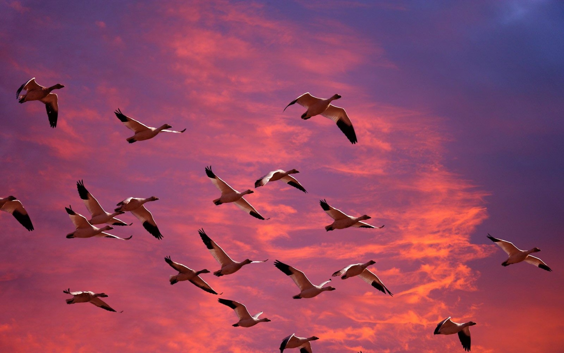 小鸟天地,鸟,儿童桌面专用