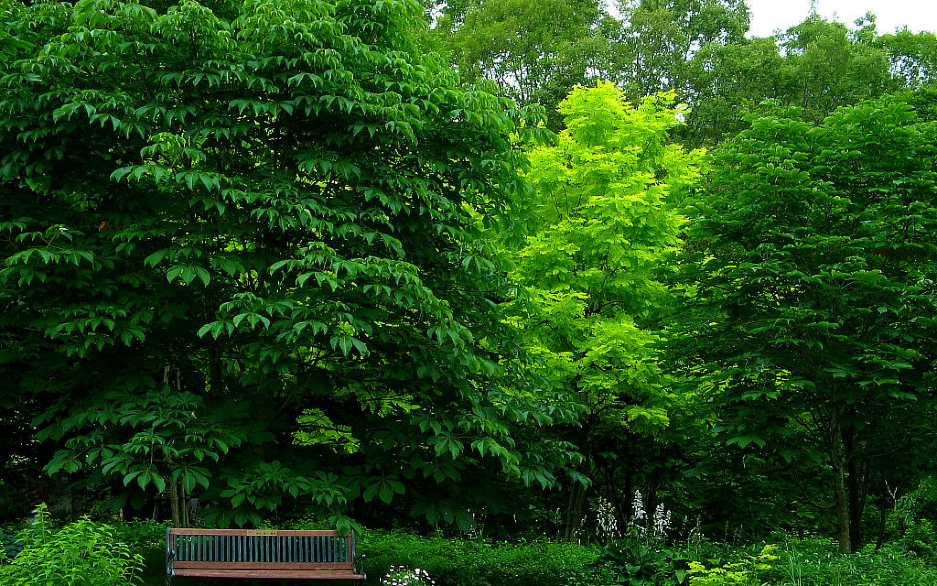 小清新,护眼壁纸,绿色,儿童桌面专用