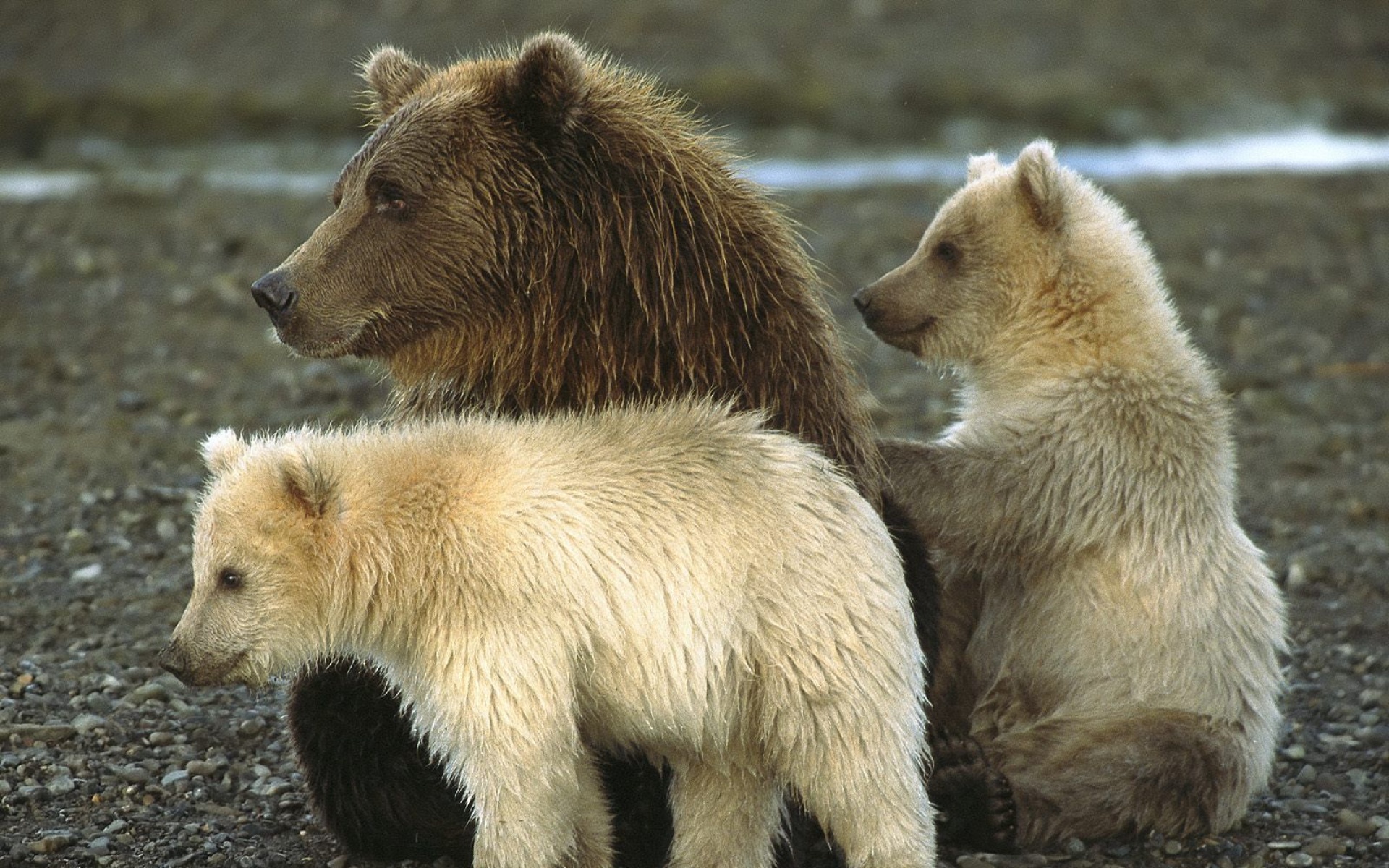 野生动物,熊,儿童桌面专用