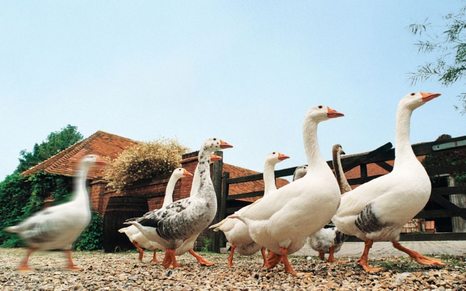 小鸟天地,鸭子,儿童桌面专用