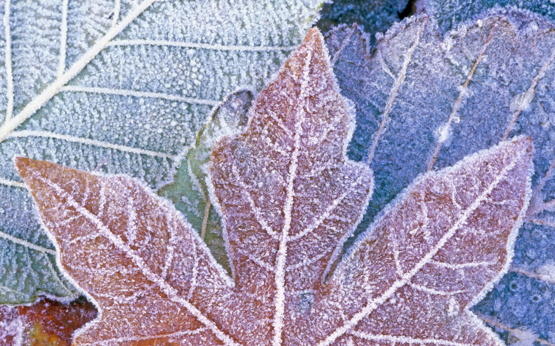 Webshots,2010年,十一月,精美,风光,动物,摄影,2012Y十月31D,儿童桌面专用