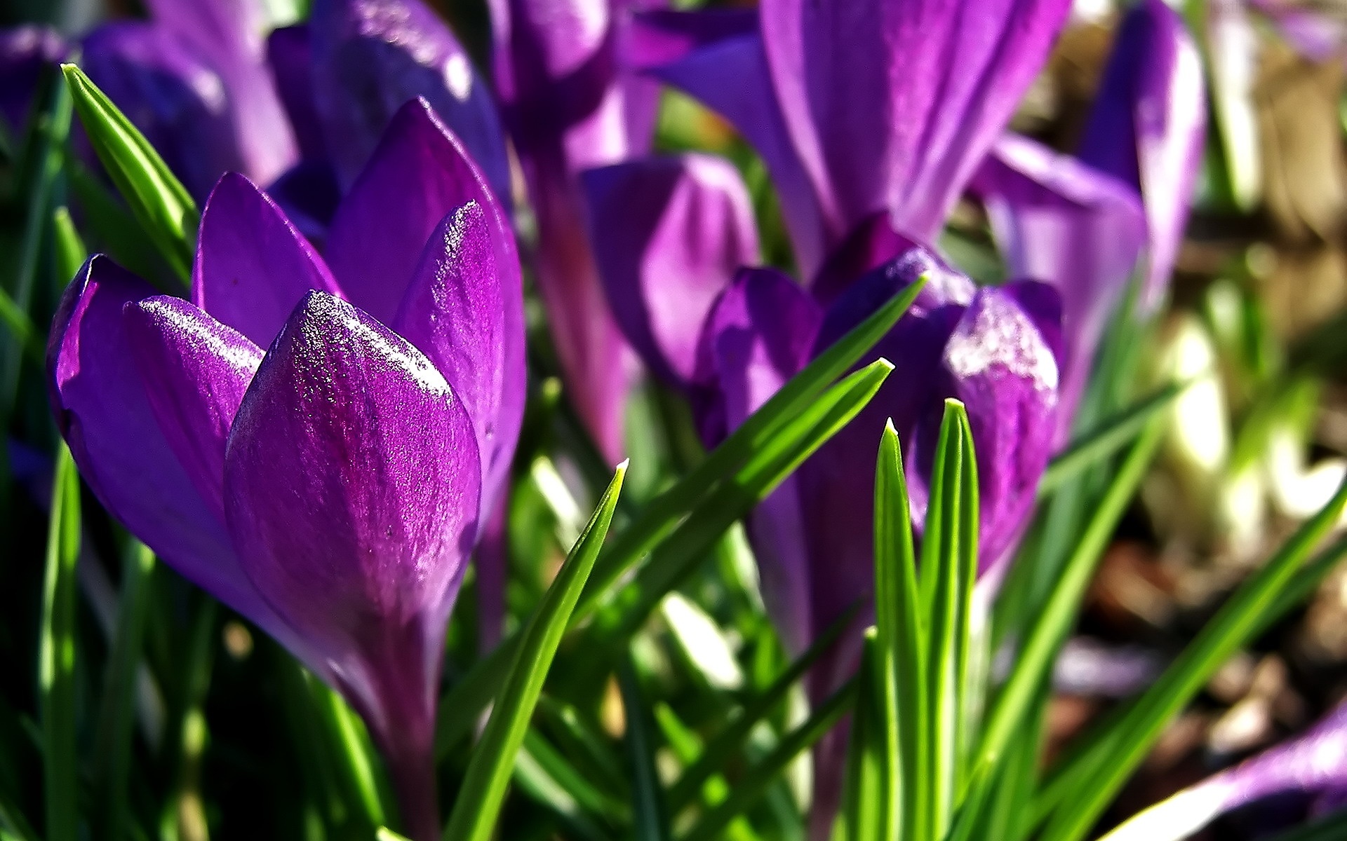 小清新,鸟语花香,花卉,儿童桌面专用