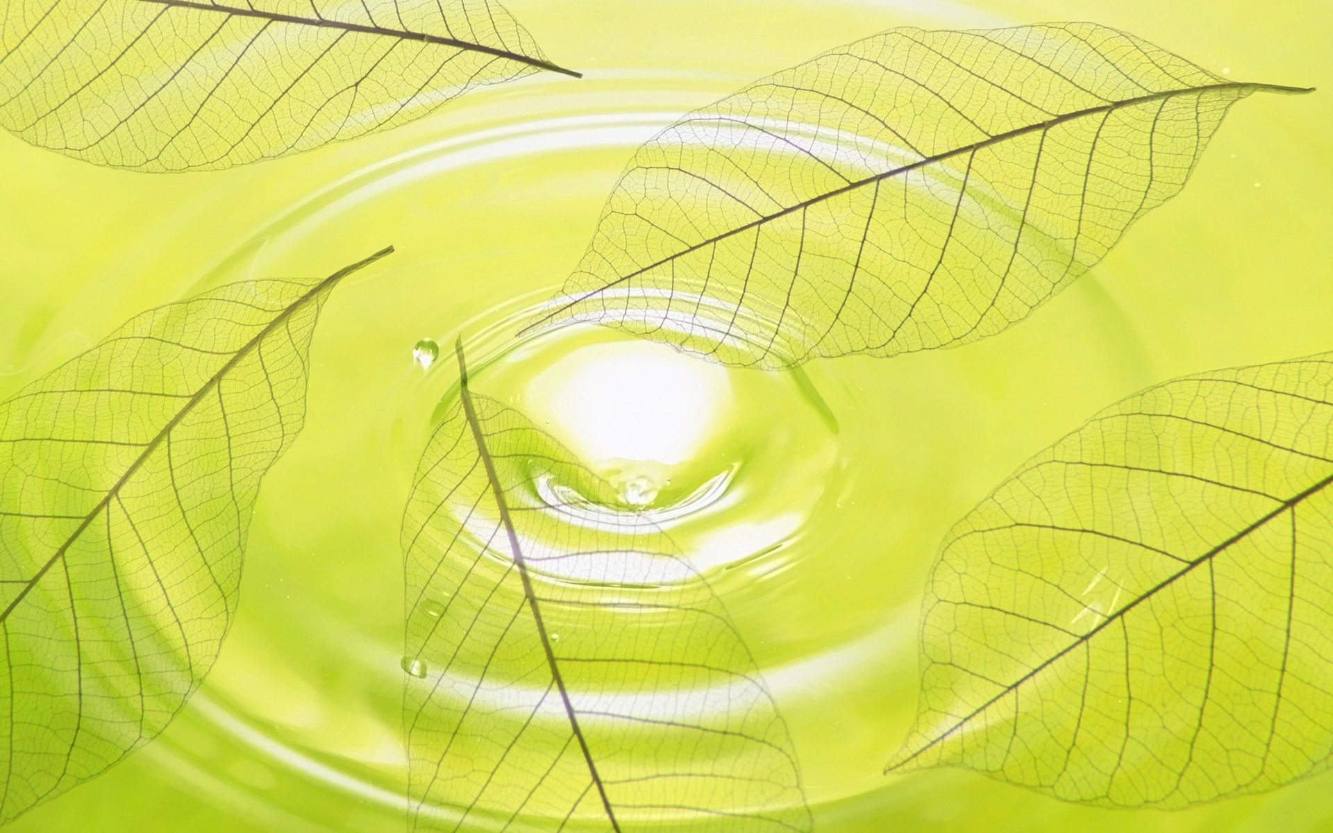 绿色,清新,大自然,健康,护眼,宽屏,2012Y十月31D,儿童桌面专用