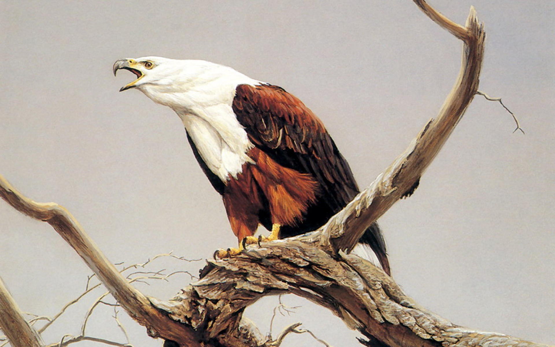 动物,绘画,风格,2012Y十一月04D,儿童桌面专用