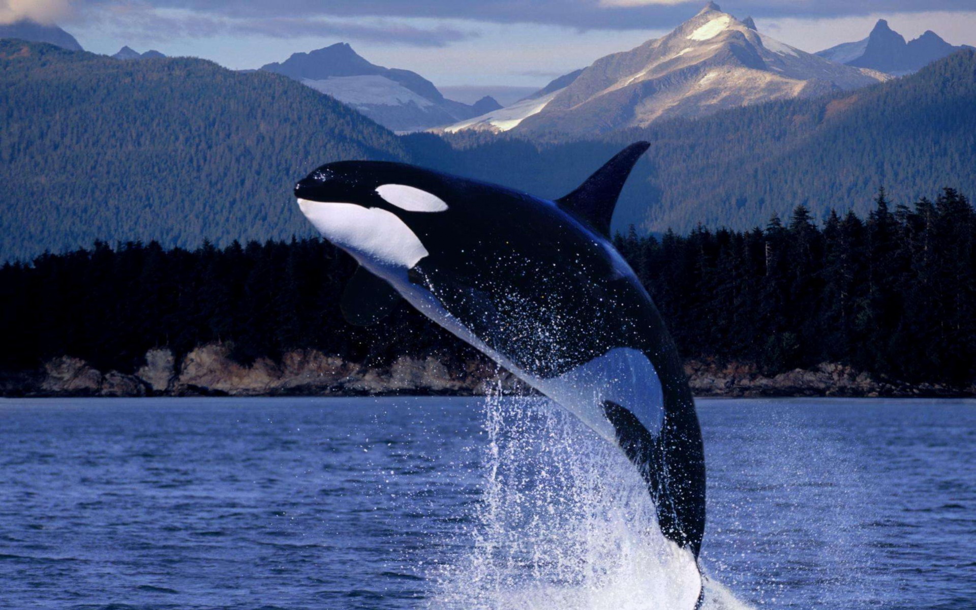 萌宠,鱼,海底世界,儿童桌面专用