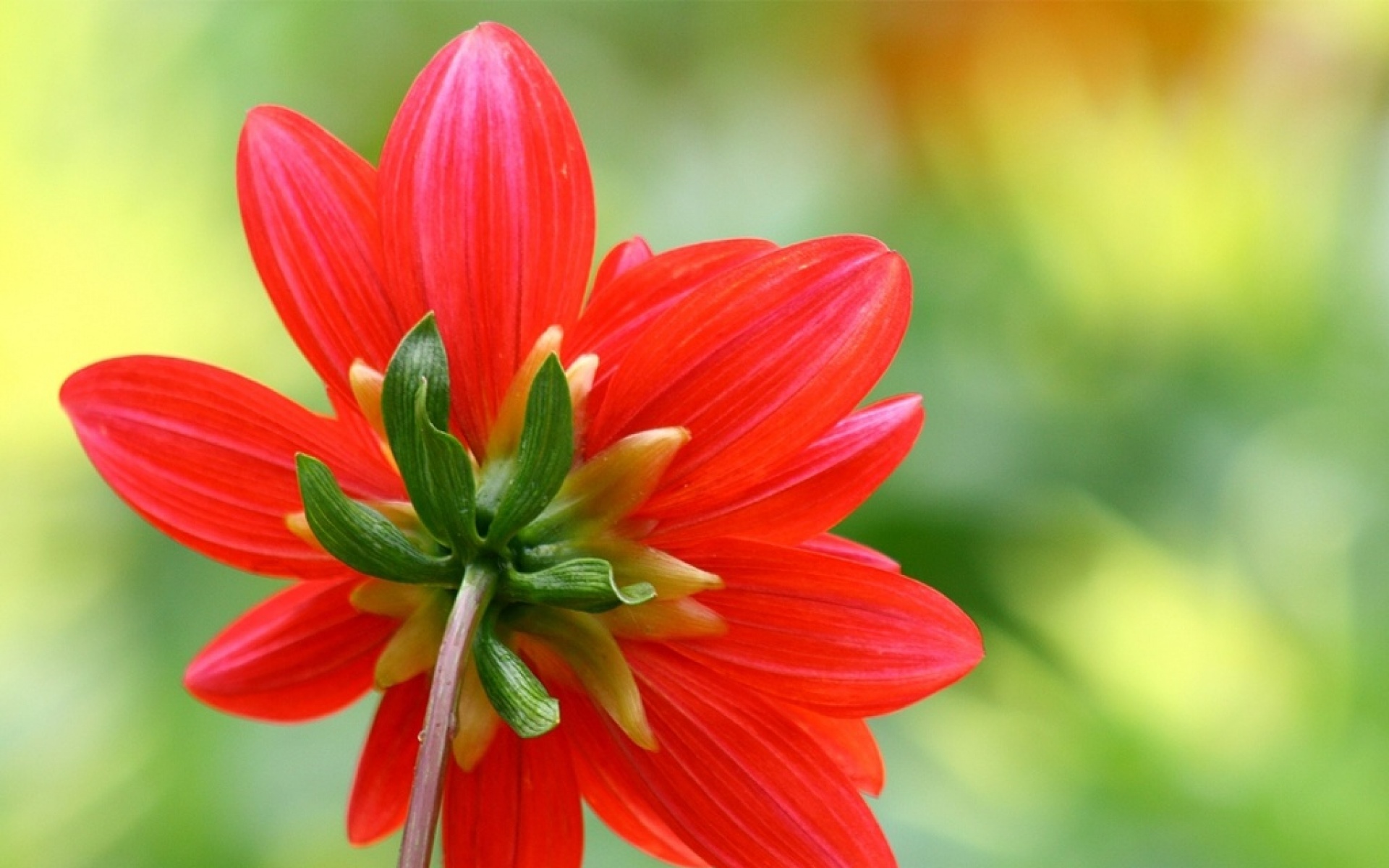 小清新,鸟语花香,菊花,植物,儿童桌面专用