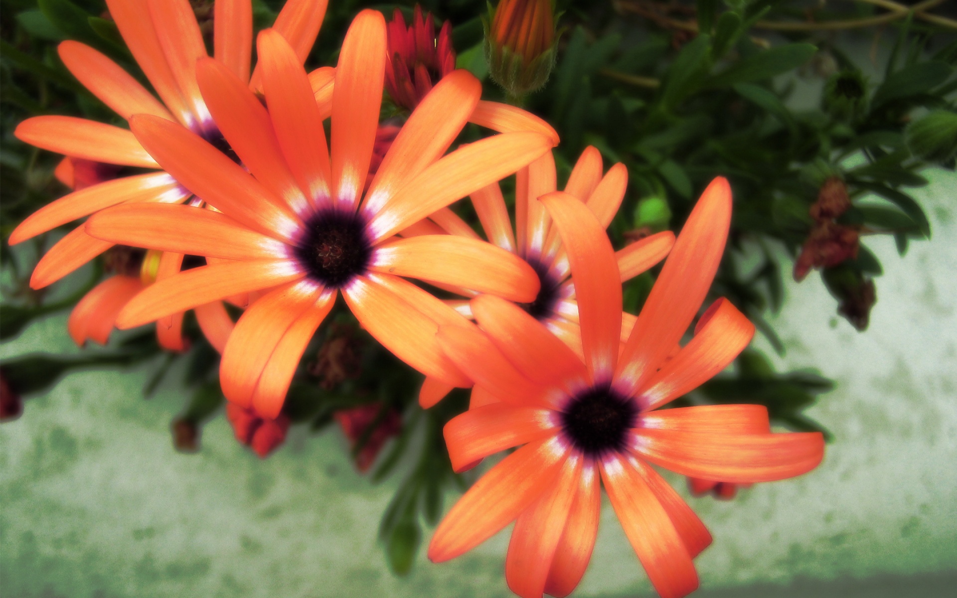 精品,经典,实物,摄影,电脑,PS,宽屏,2012Y十月31D,儿童桌面专用