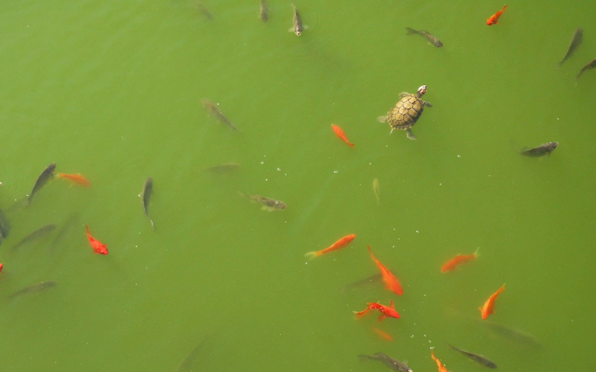 萌宠,鱼,海底世界,儿童桌面专用