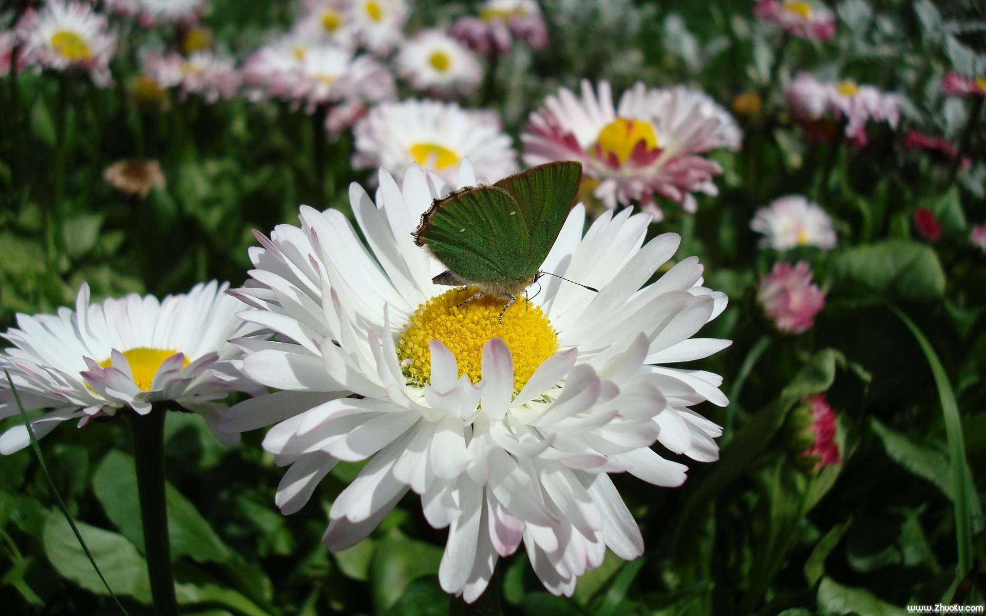 小清新,鸟语花香,花卉,儿童桌面专用