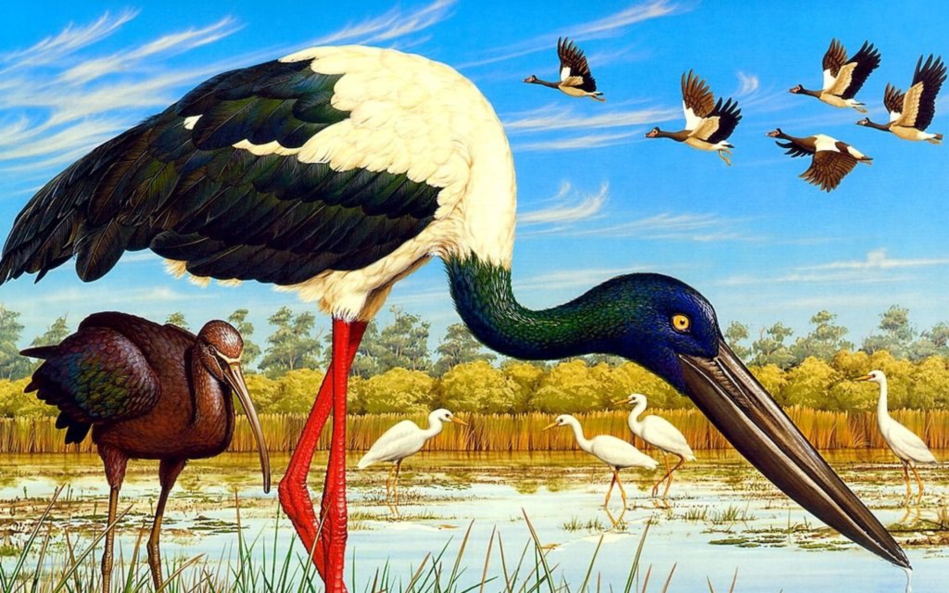 小鸟天地,鹤,儿童桌面专用