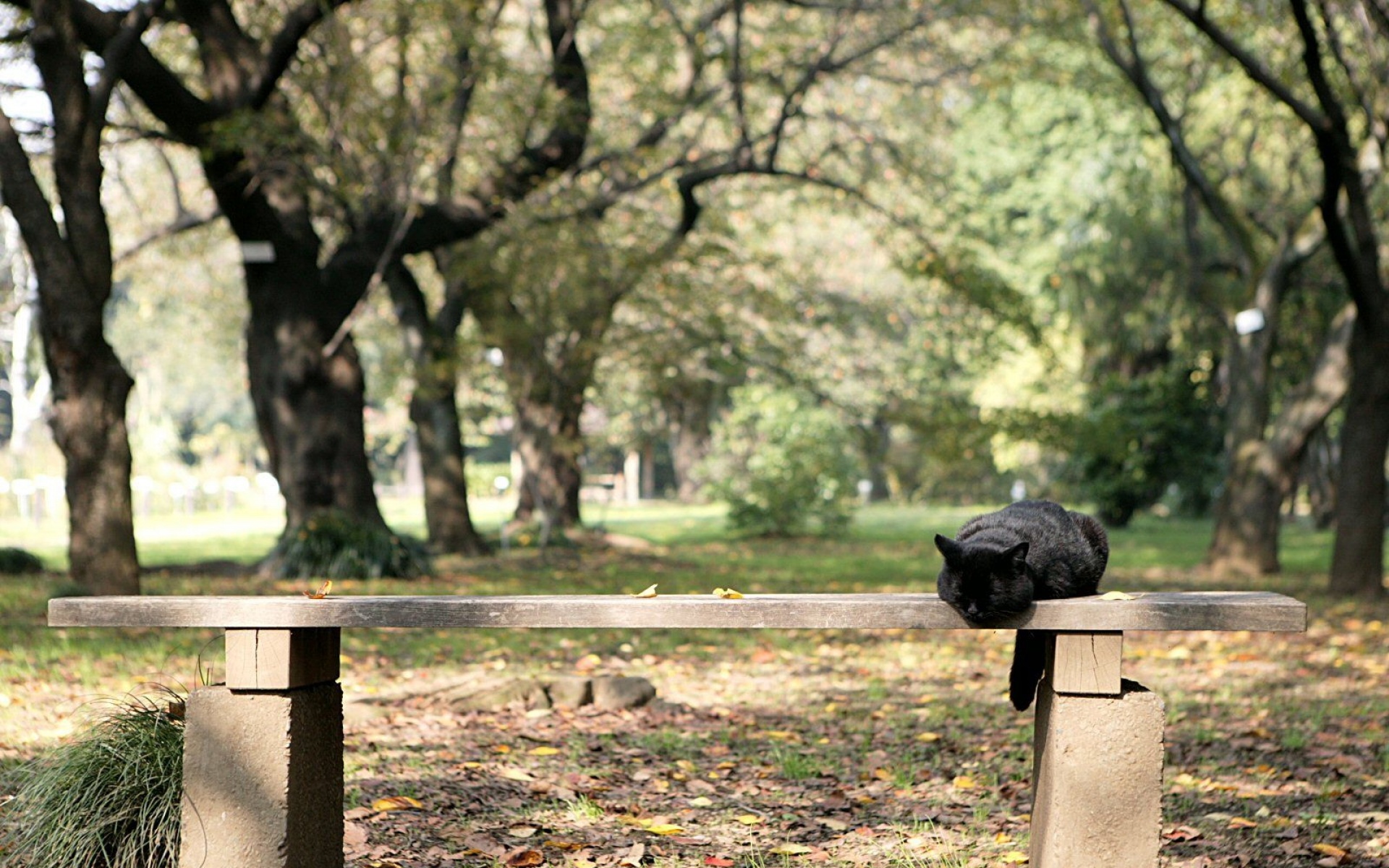 街角,小猫咪,摄影,高清,猫,动物,2012Y十月31D,儿童桌面专用