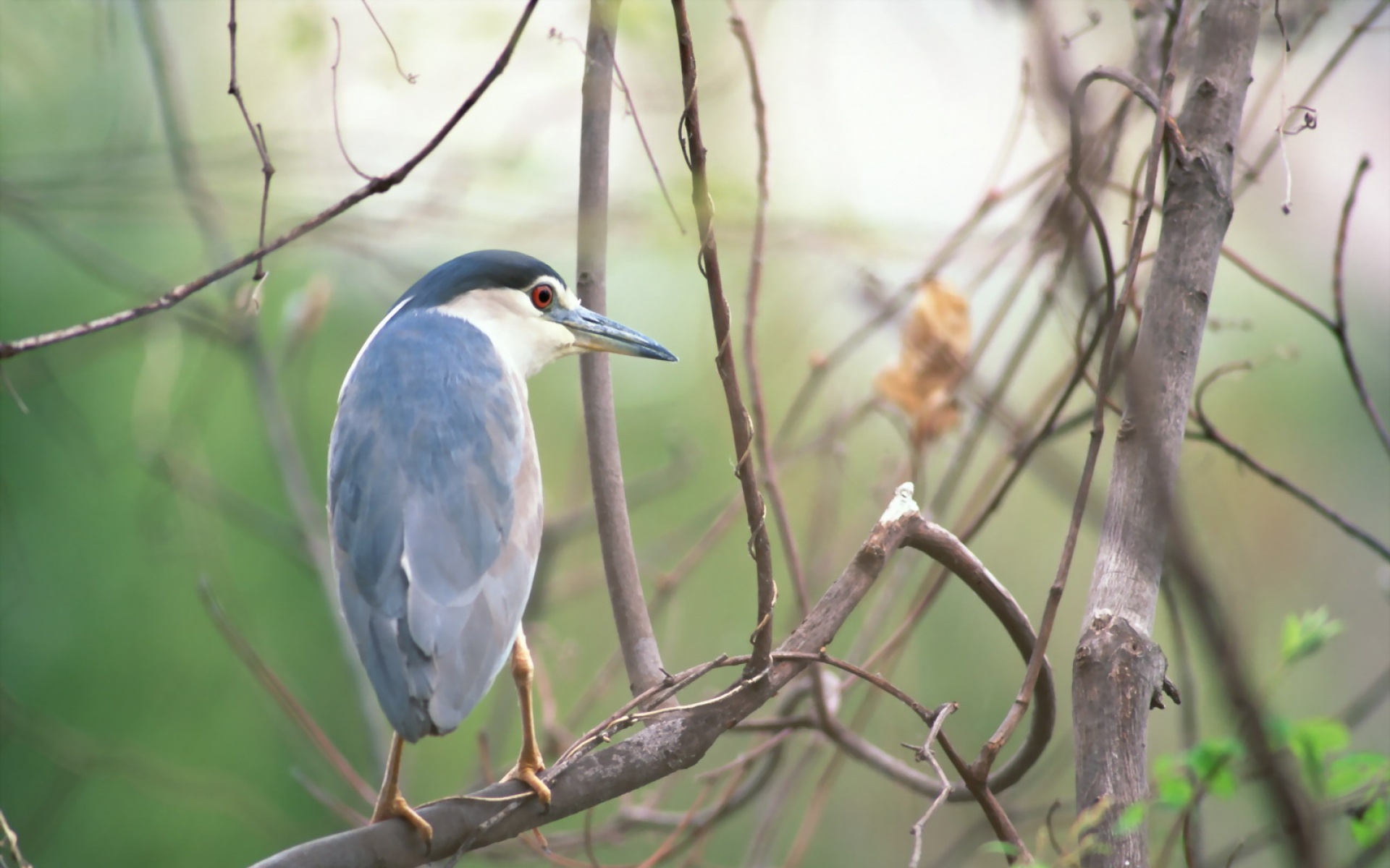 高清,鸟,动物,摄影,2012Y十一月03D,儿童桌面专用