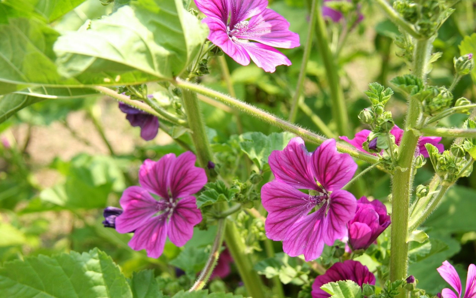 小清新,鸟语花香,花卉,儿童桌面专用