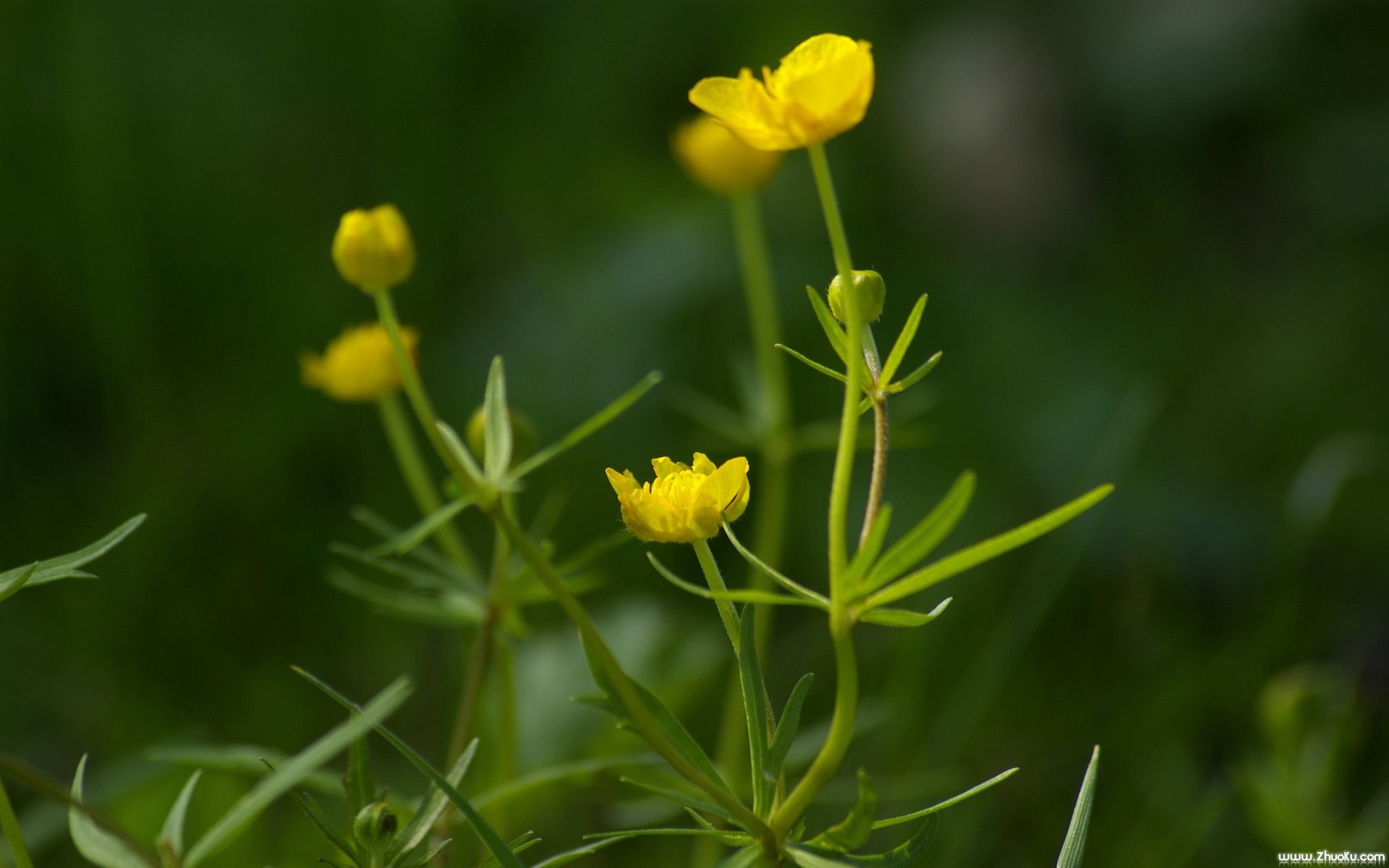 小清新,清新淡雅,花卉,儿童桌面专用