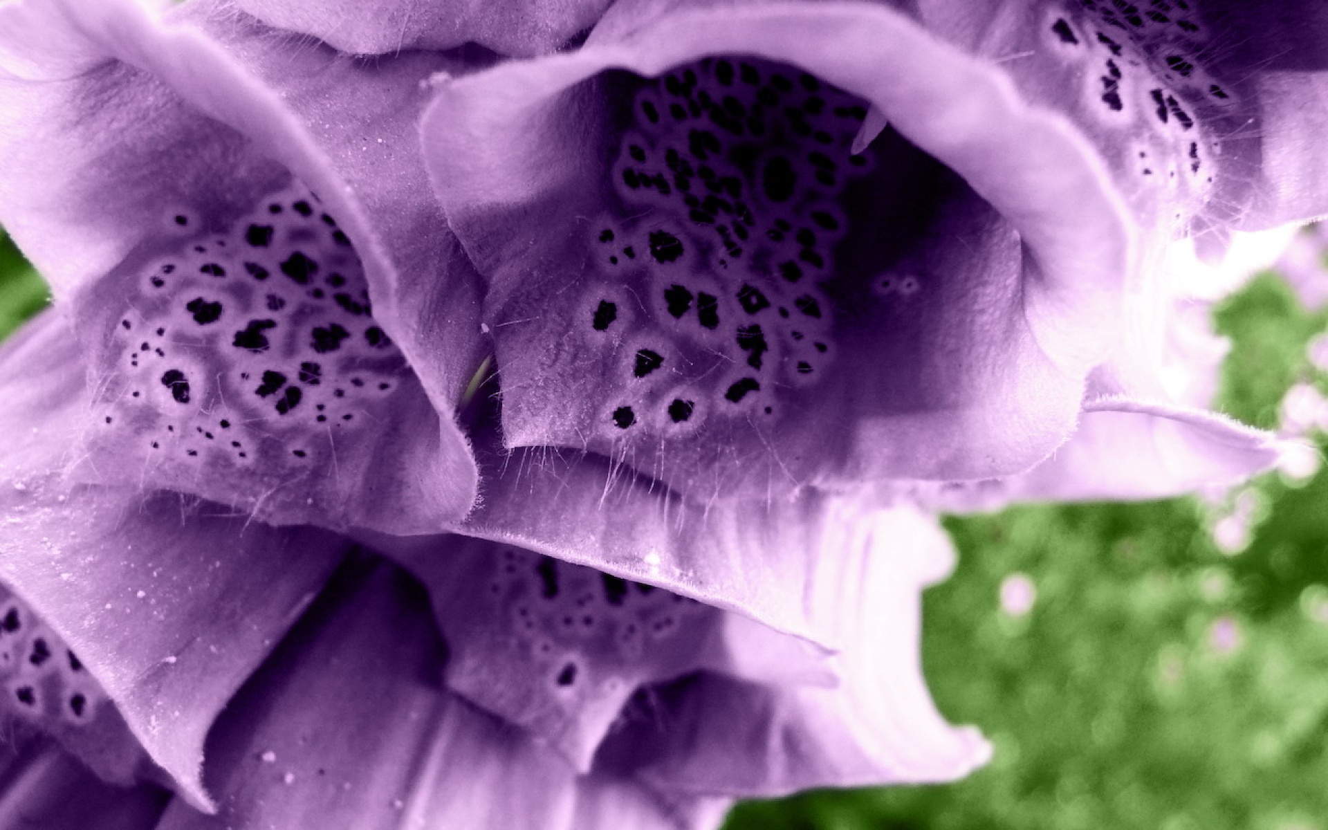 娇艳欲滴,儿童桌面专用