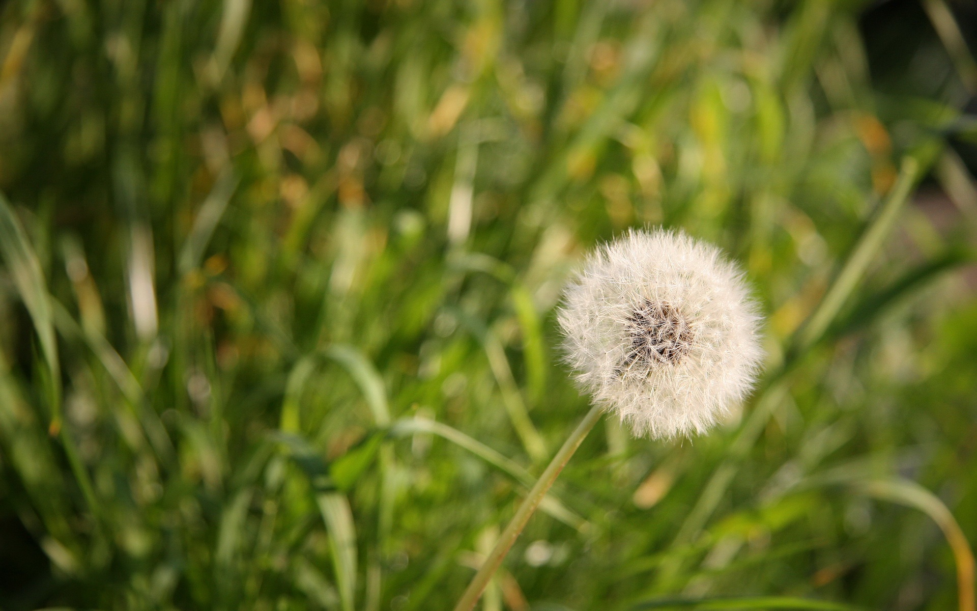 小清新,舒缓压力,蒲公英,植物,儿童桌面专用