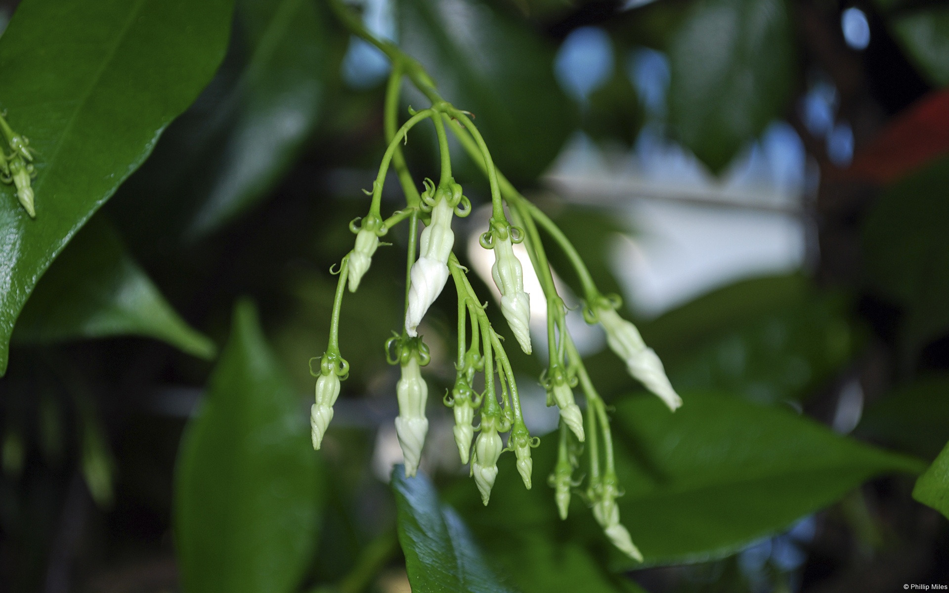 植物,生命的力量,摄影,宽屏,2012Y十月30D,儿童桌面专用