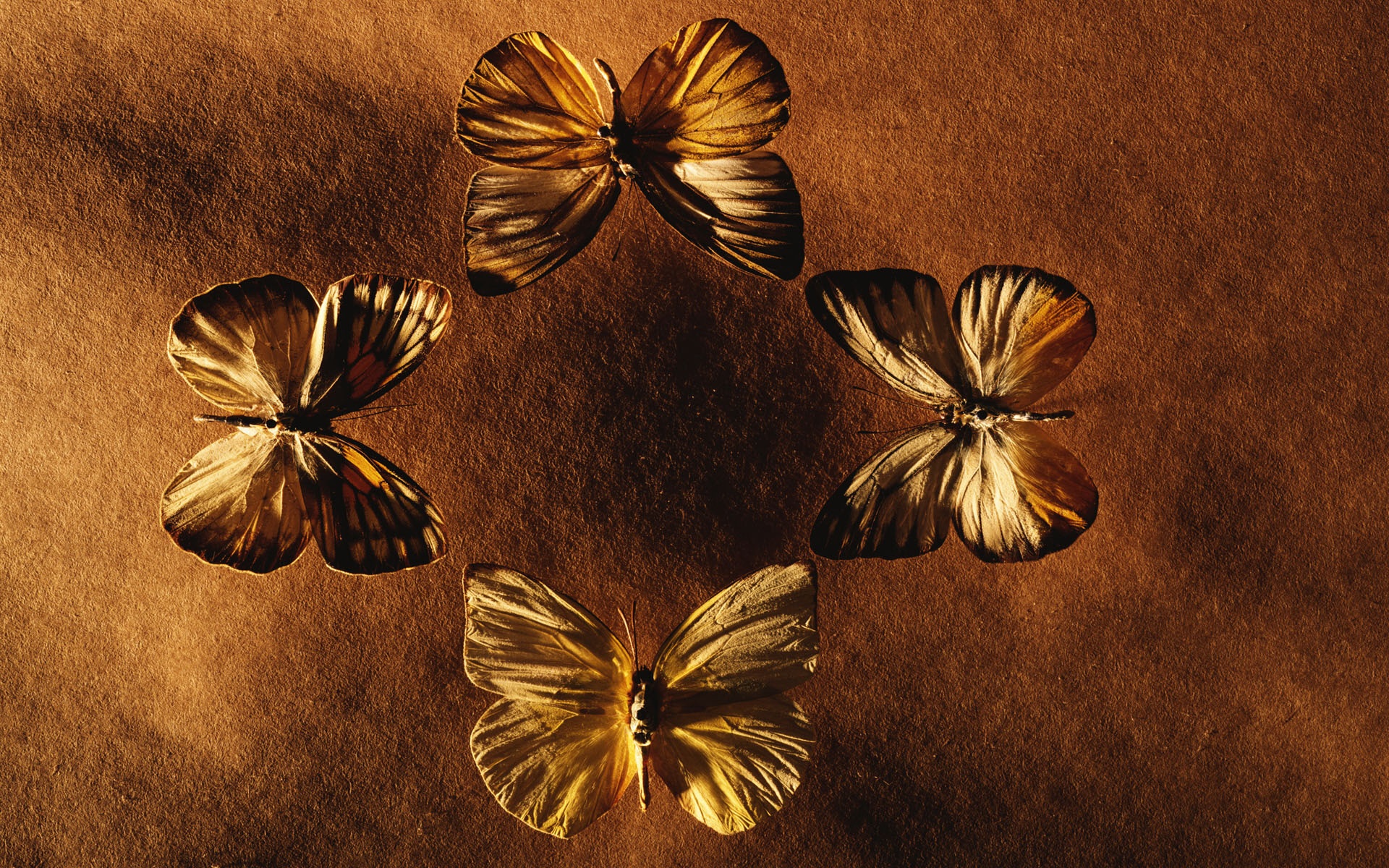 冷调,风格,动物,植物,标本,摄影,宽屏,2012Y十一月02D,儿童桌面专用