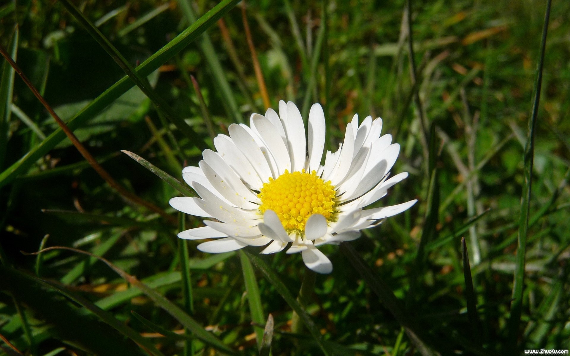 小清新,鸟语花香,花卉,儿童桌面专用