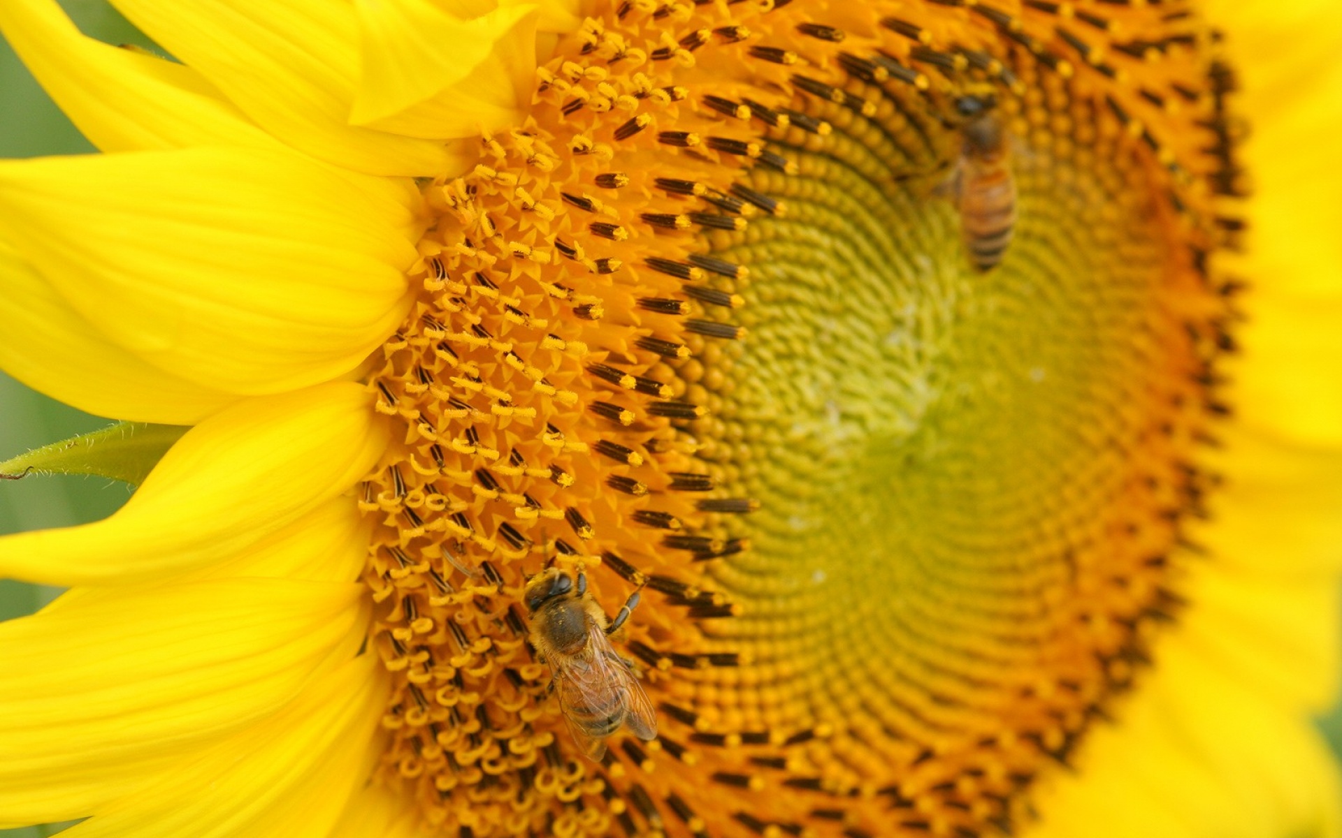 小清新,娇艳欲滴,儿童桌面专用
